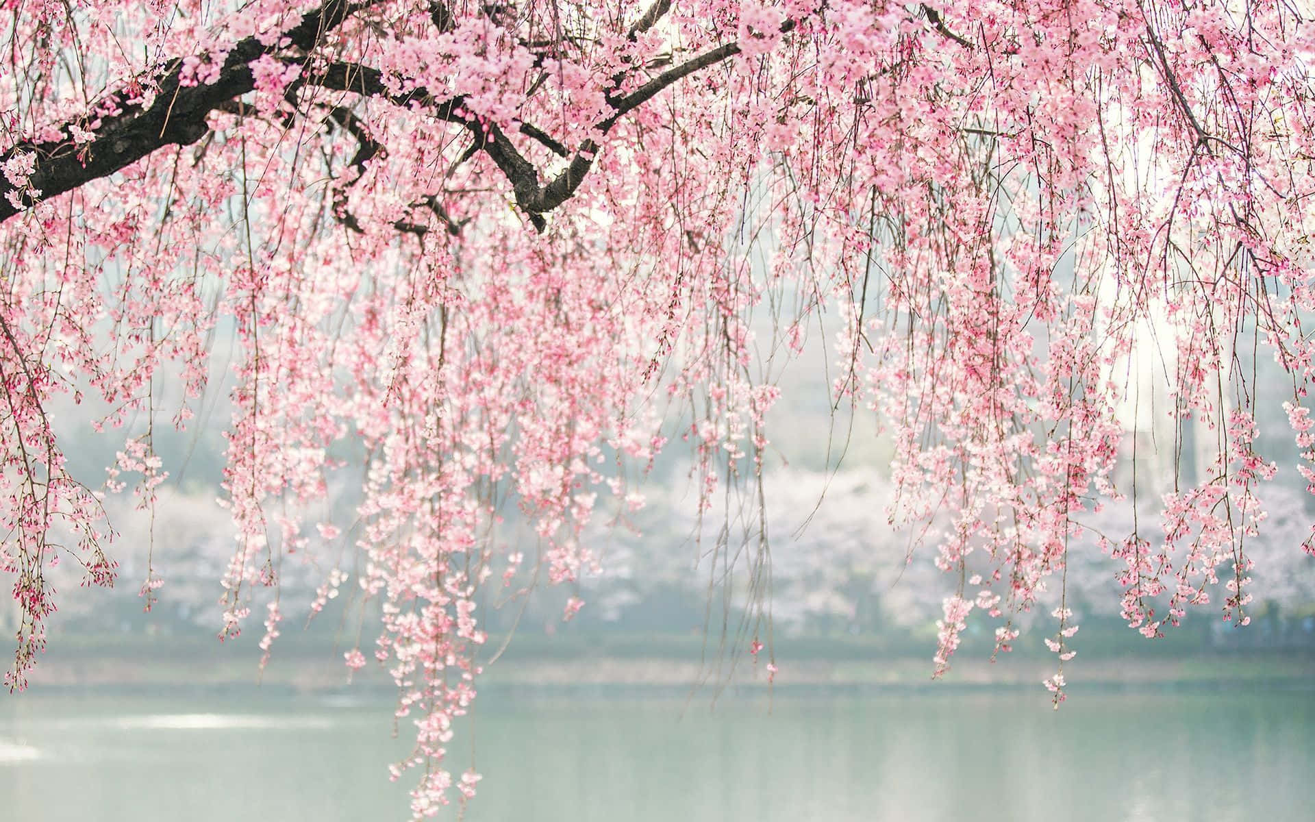 Japanese Pink Blossom Lake Background