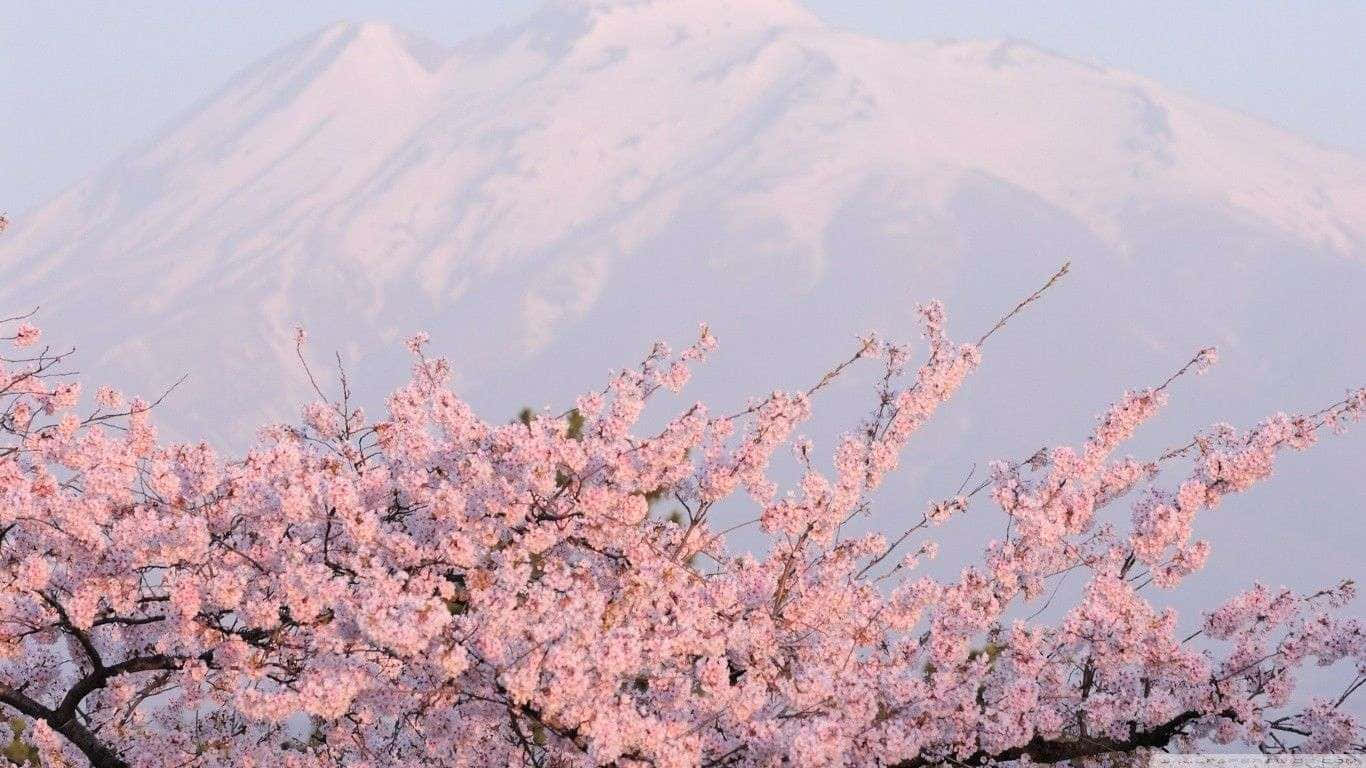 Japanese Pink Blossom White Mountain Background