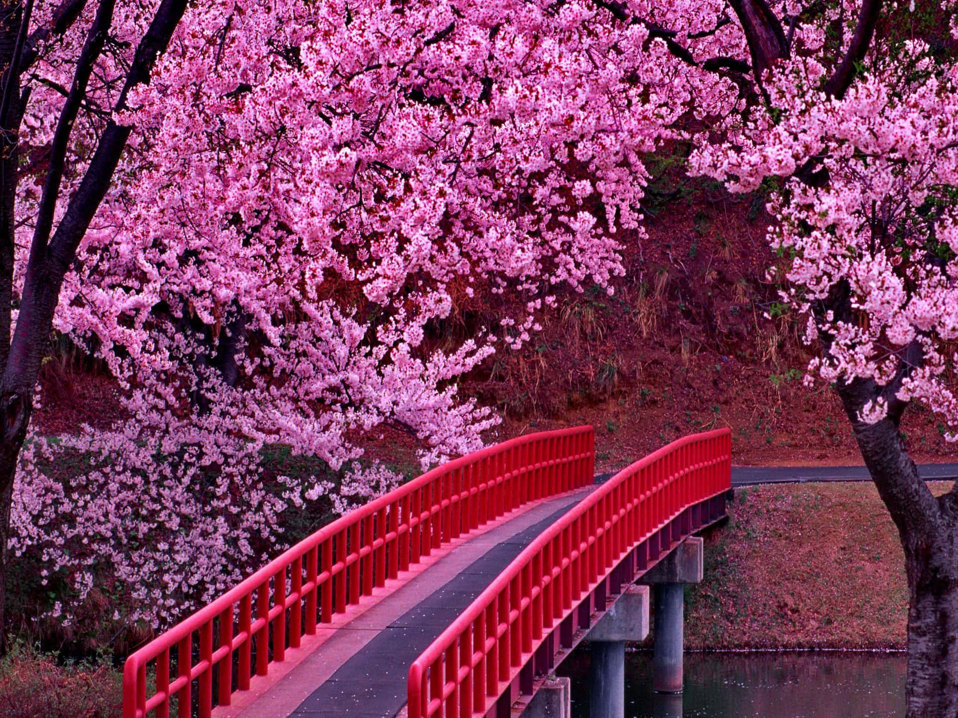 Japanese Pink Bridge Background