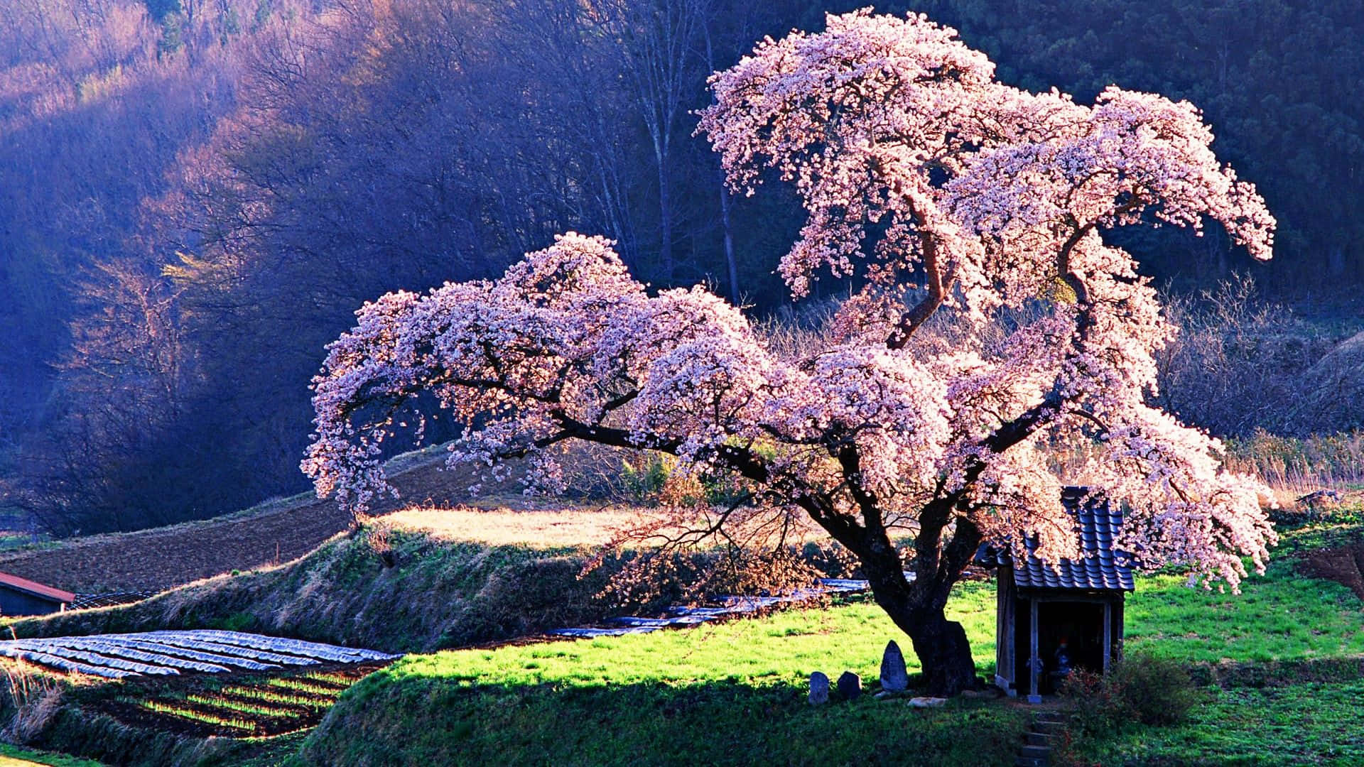 Japanese Pink Sakura Tree Wide Angle Shot Background