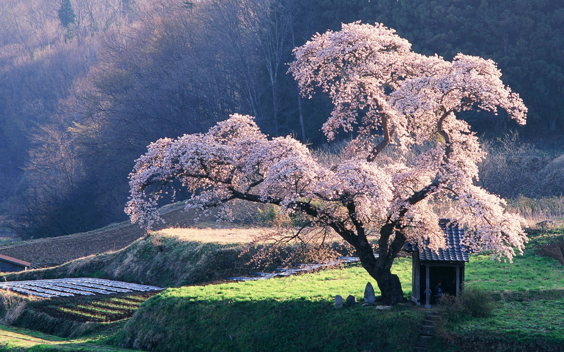 Japanese Pink Tree Blossoms Desktop Background