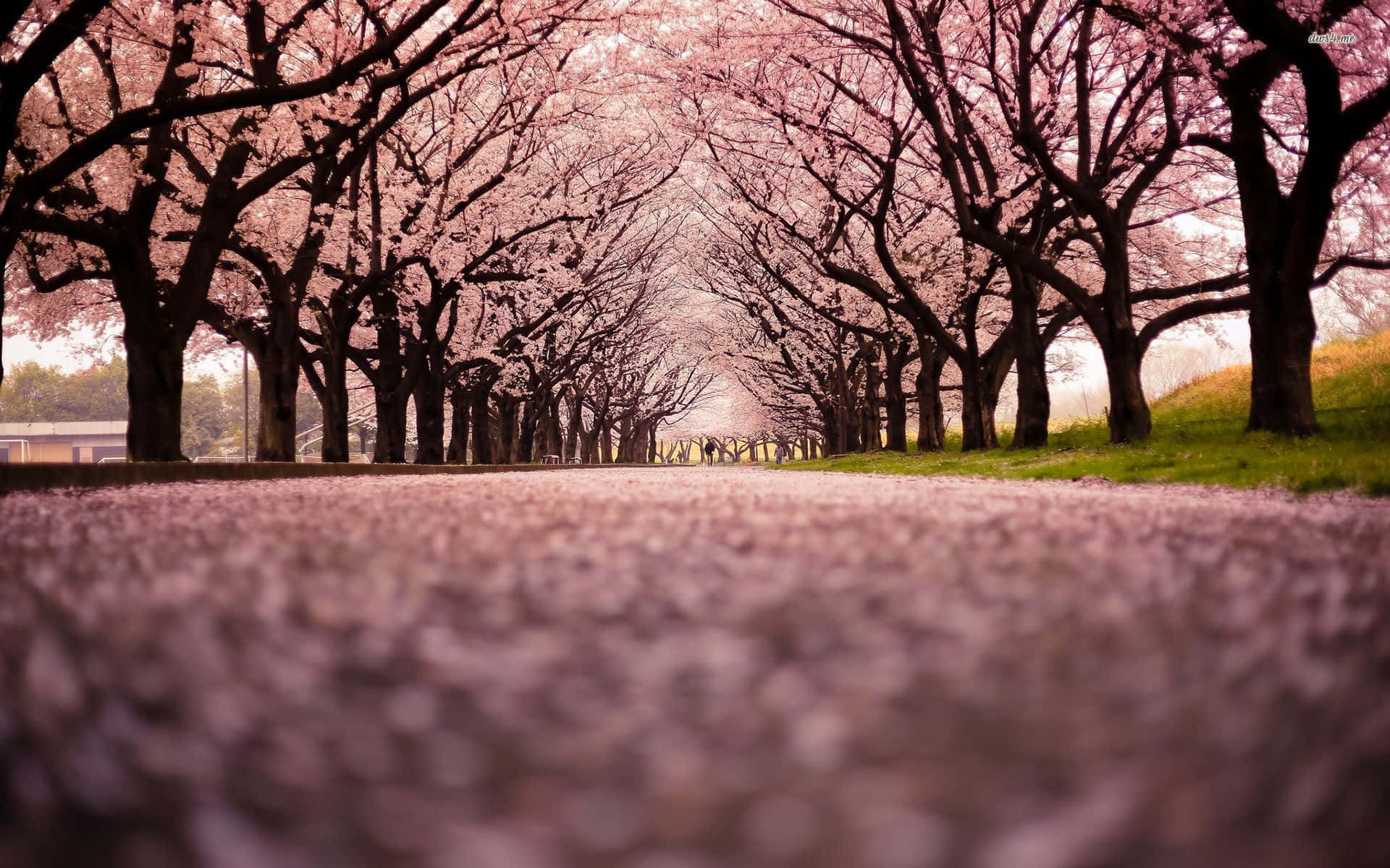 Japanese Pink Trees Road Background