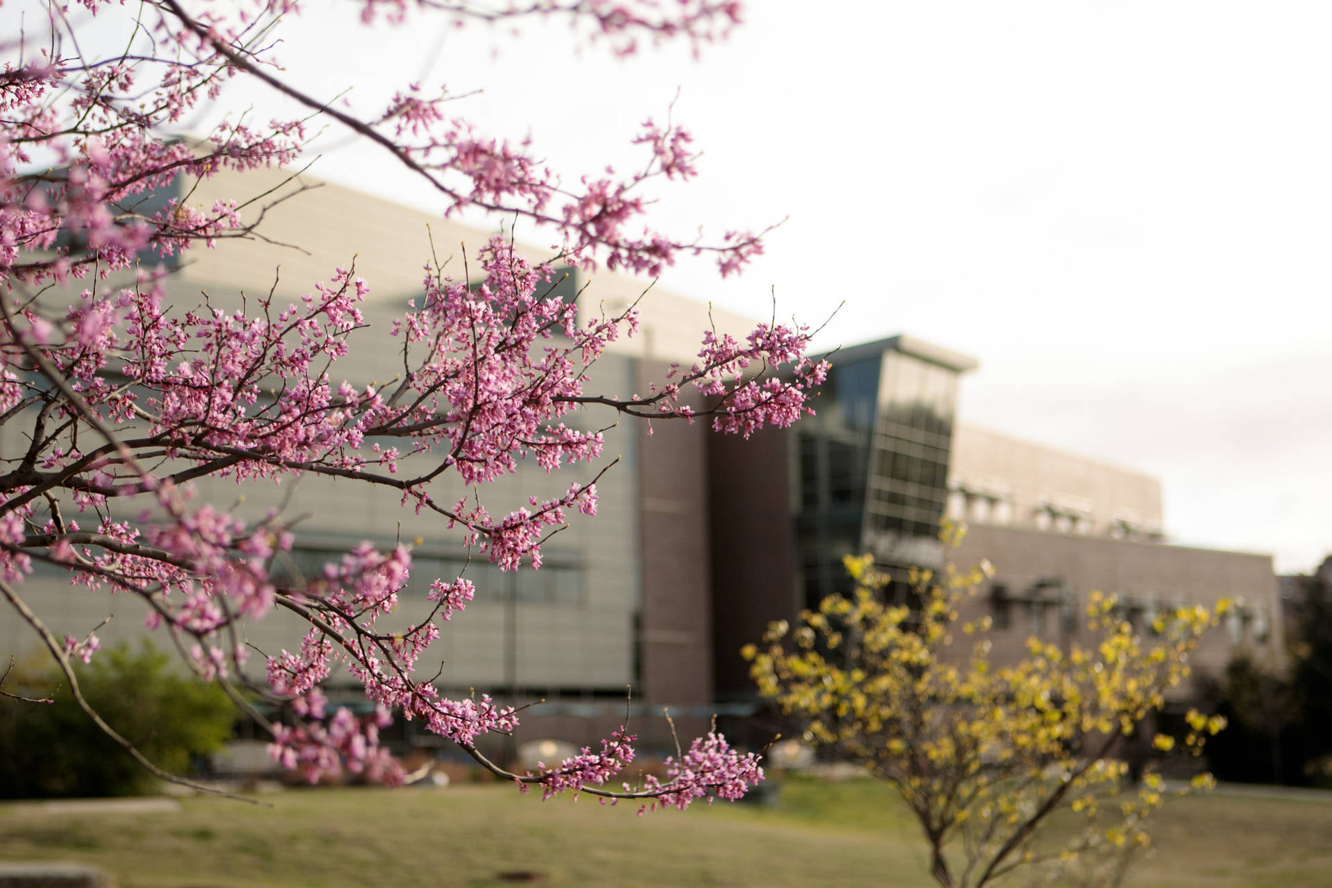 Japanese Plum Trees University Of Kansas