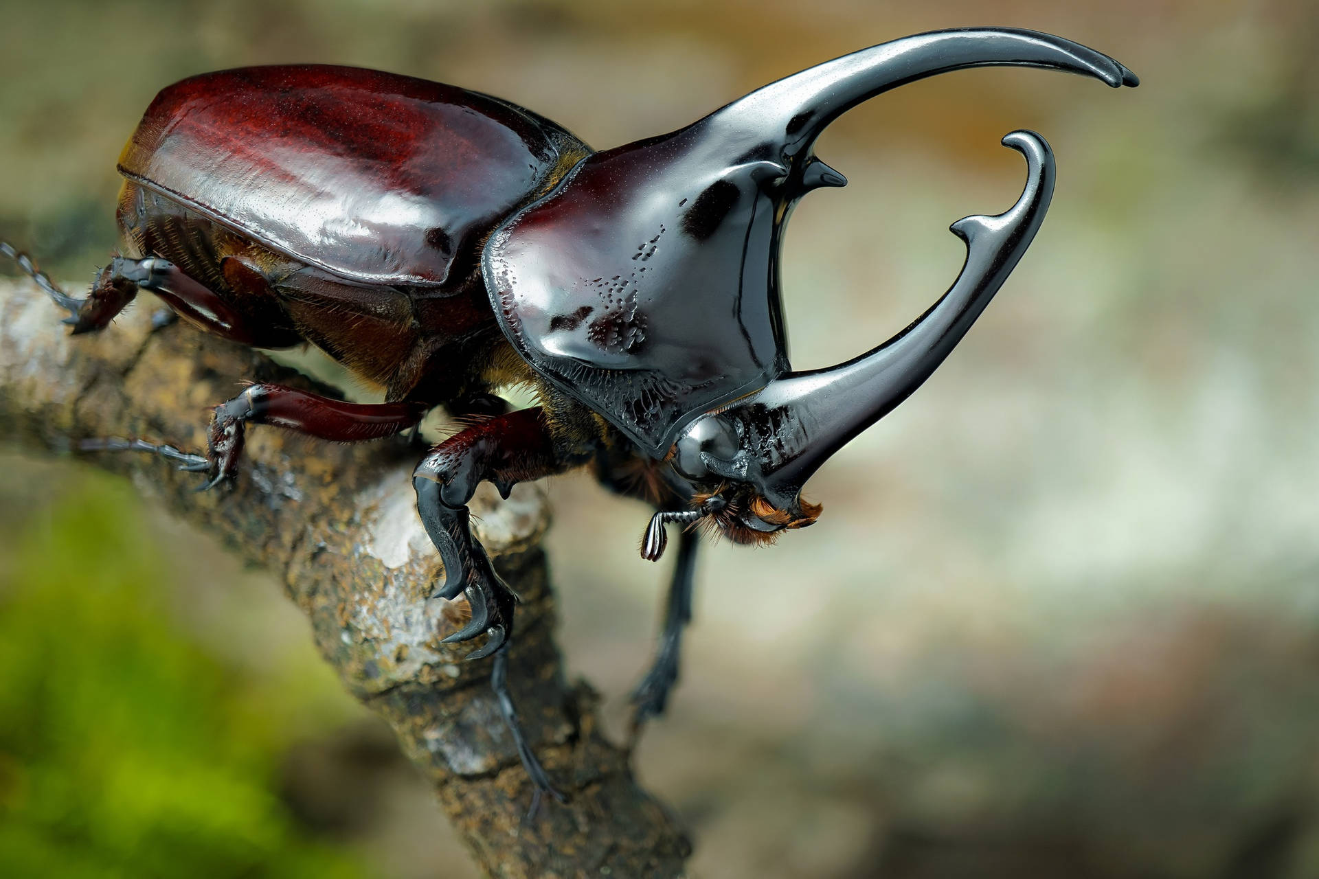 Japanese Rhinoceros Beetle Background