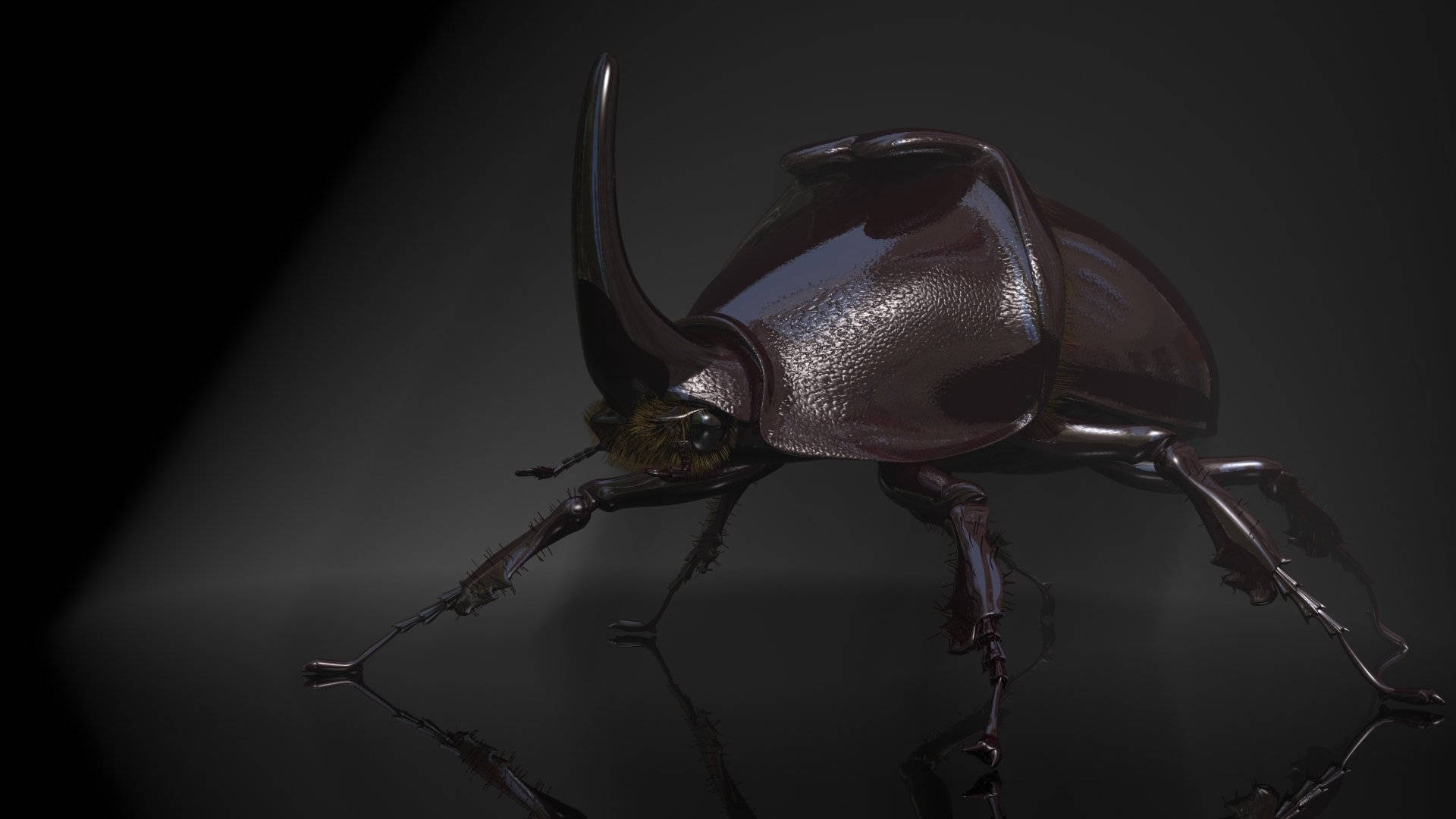 Japanese Rhinoceros Beetle In The Dark