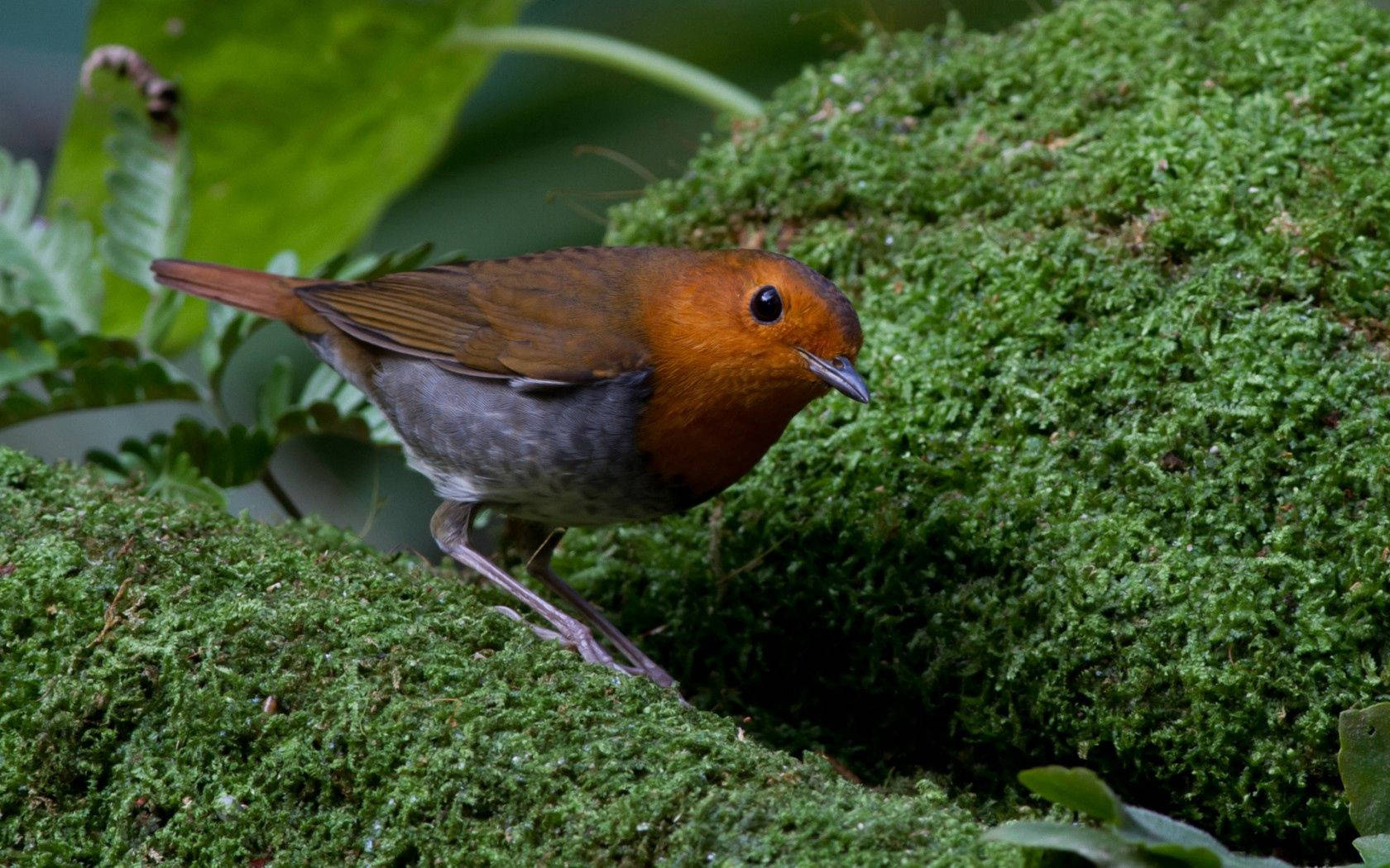 Japanese Robin Birds Of Nature Background
