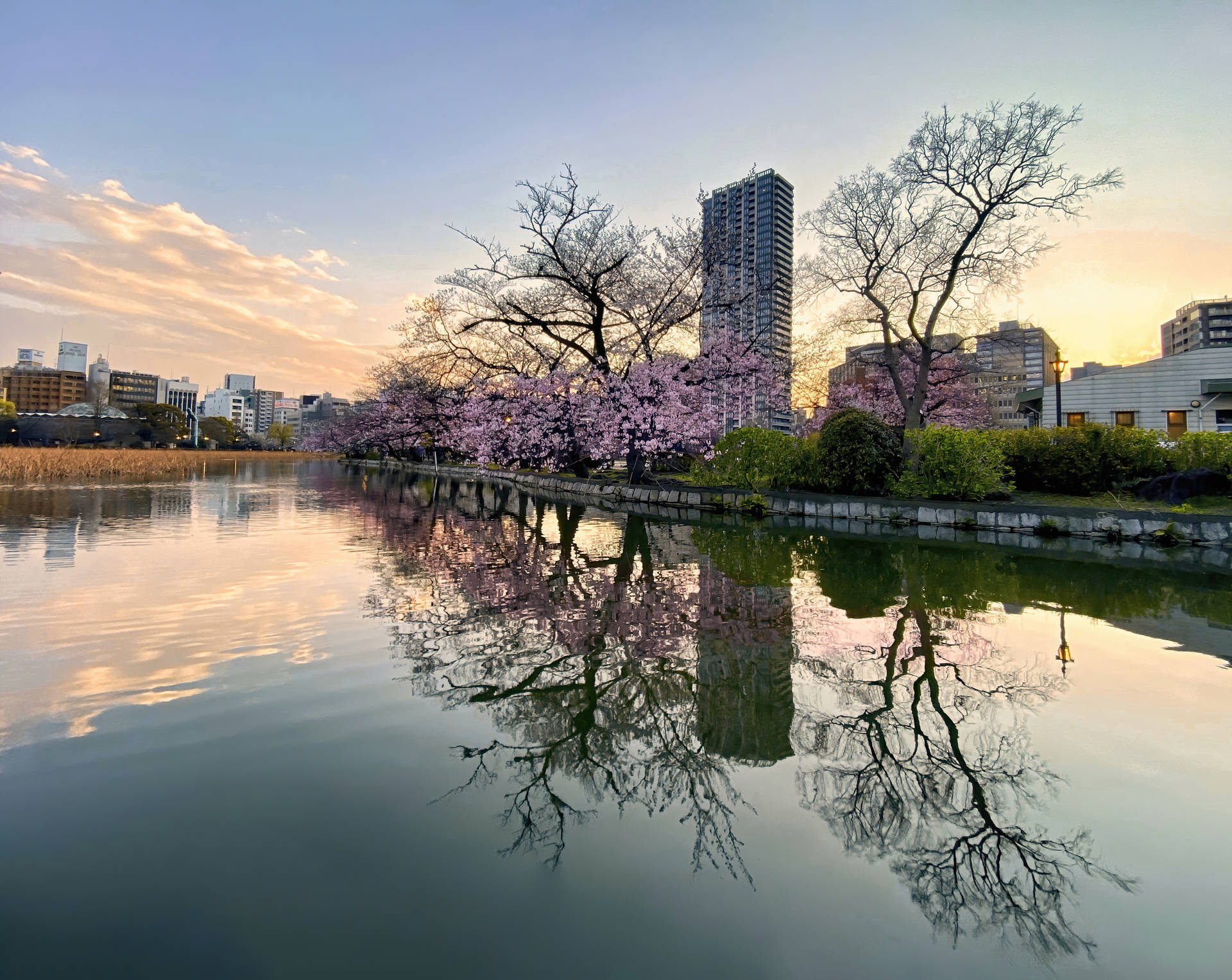 Japanese Sakura And City Skyline Background