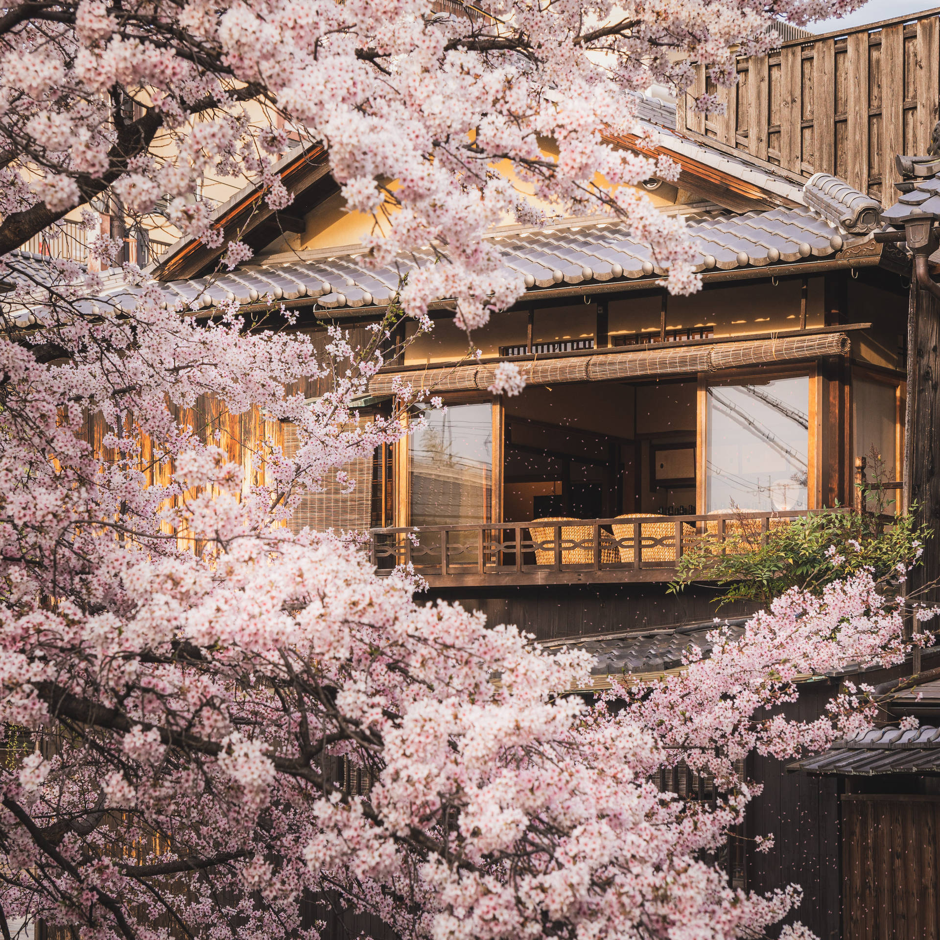 Japanese Sakura With Traditional House Background