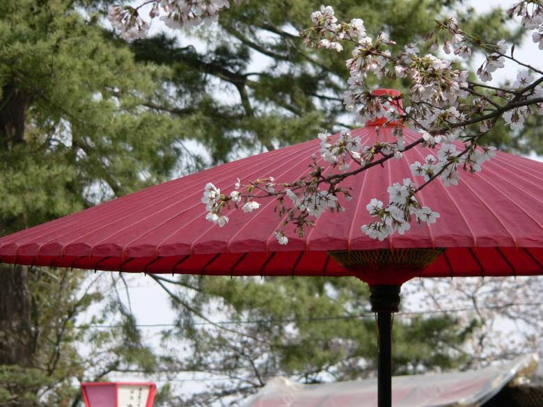 Japanese Sakura With Traditional Umbrella