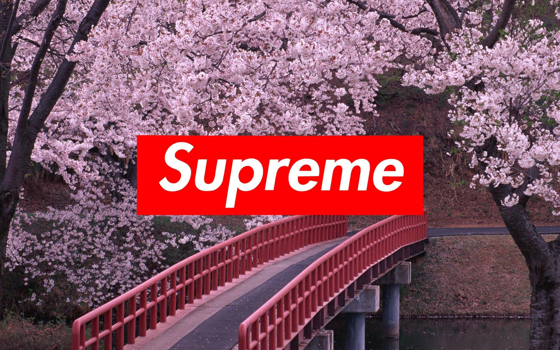 Japanese Supreme Laptop. Background