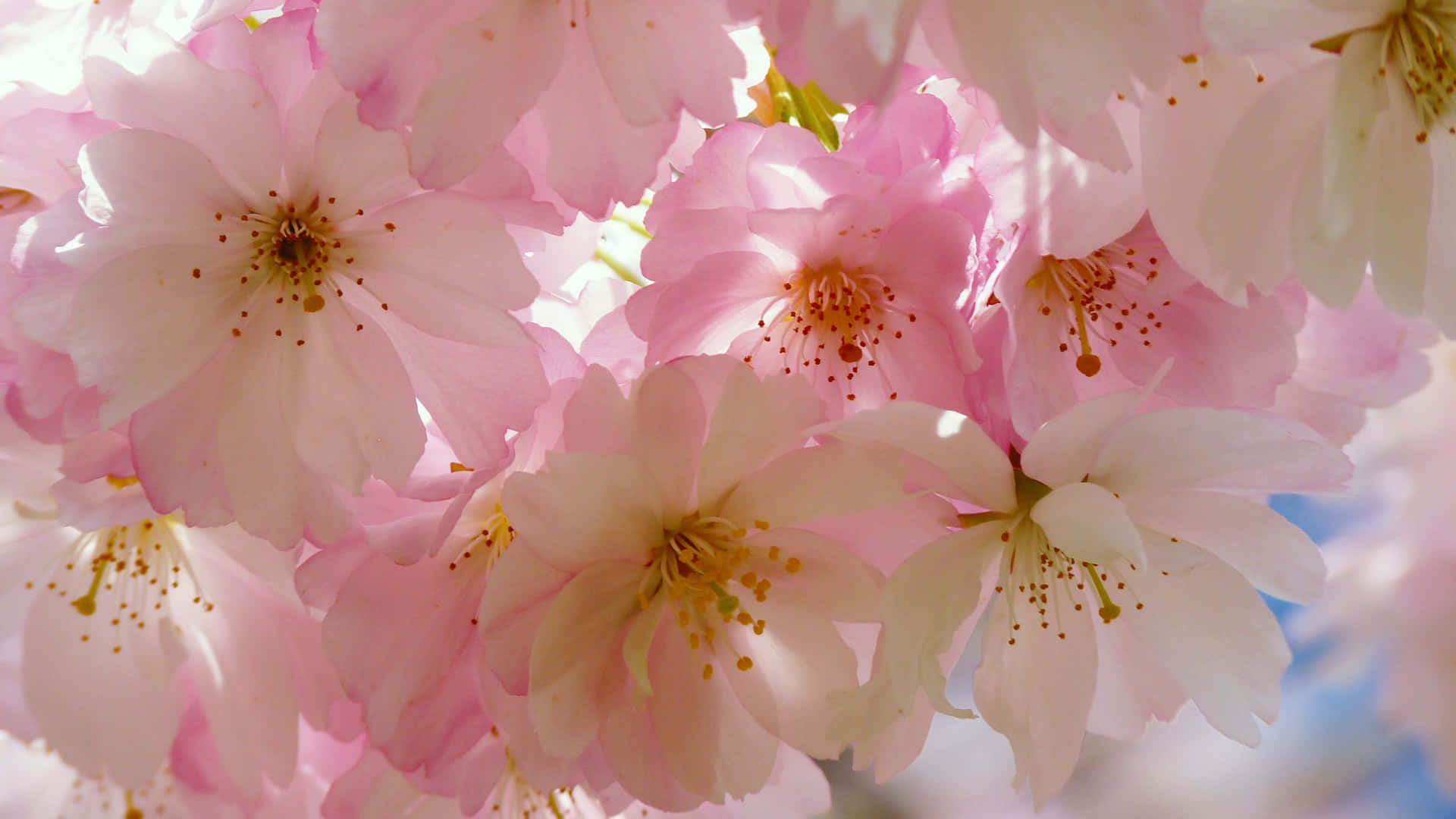 Japanese Tree Pink Flower Background