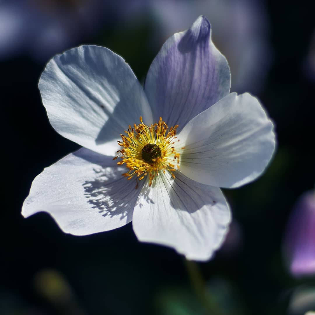 Japanese White Anemone Flower
