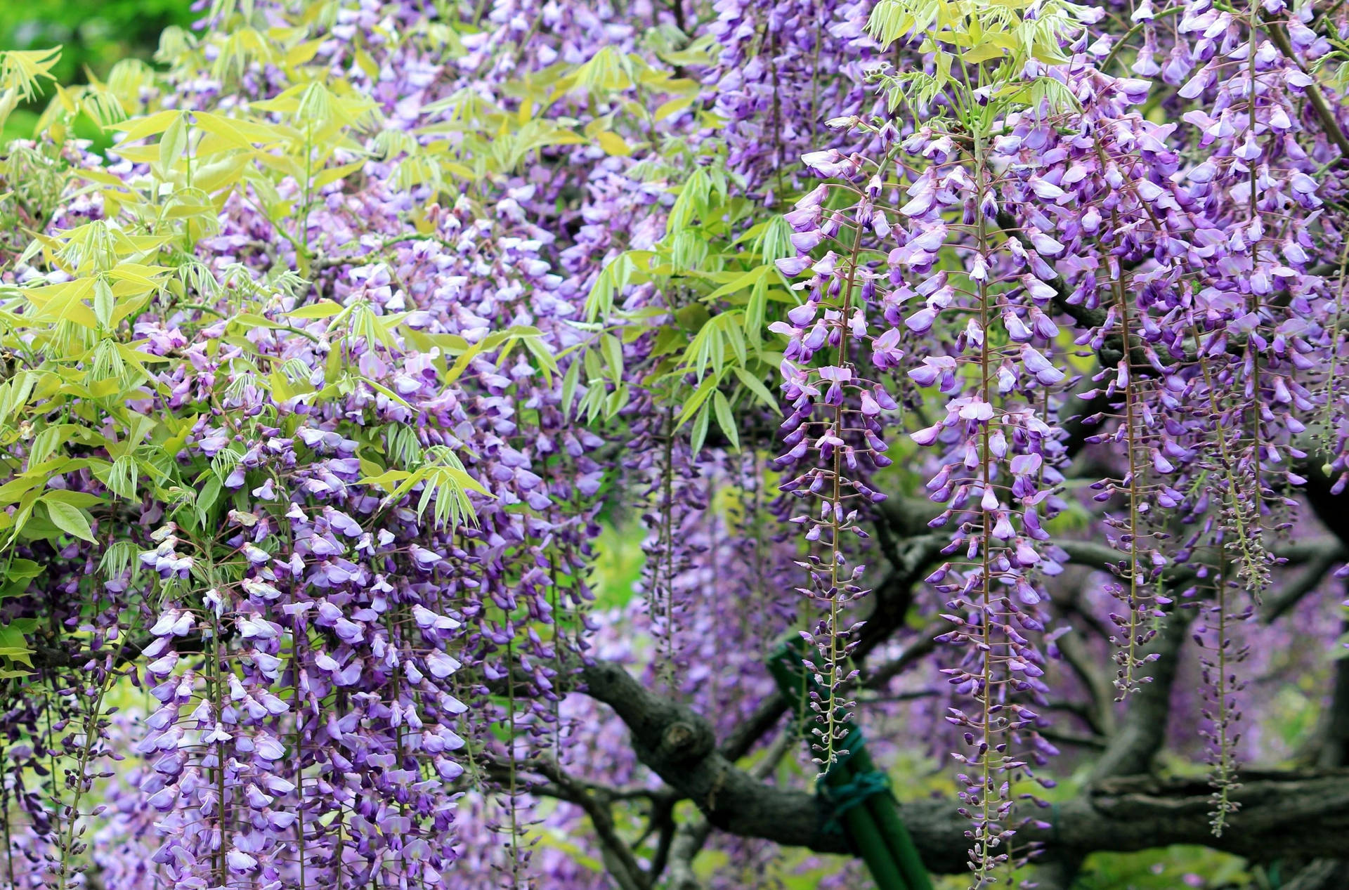 Japanese Wisteria In Sharp Violet Background