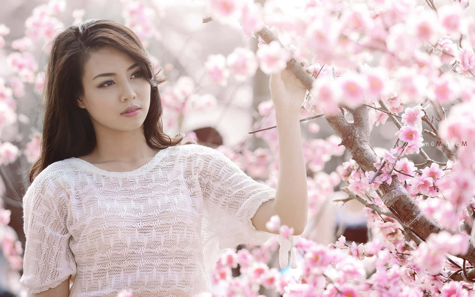 Japanese Women In Sakura