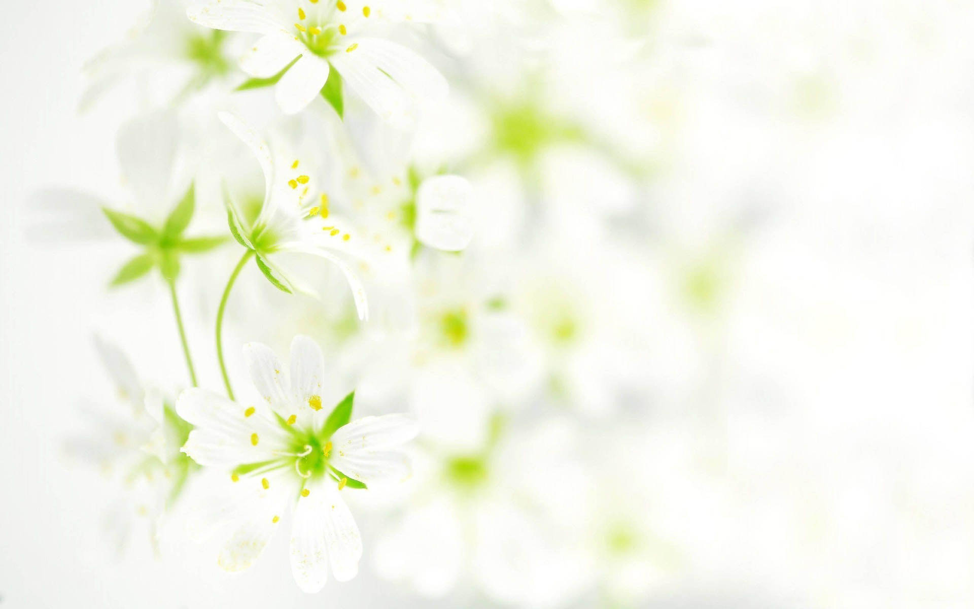 Jasmines On Cool White Background