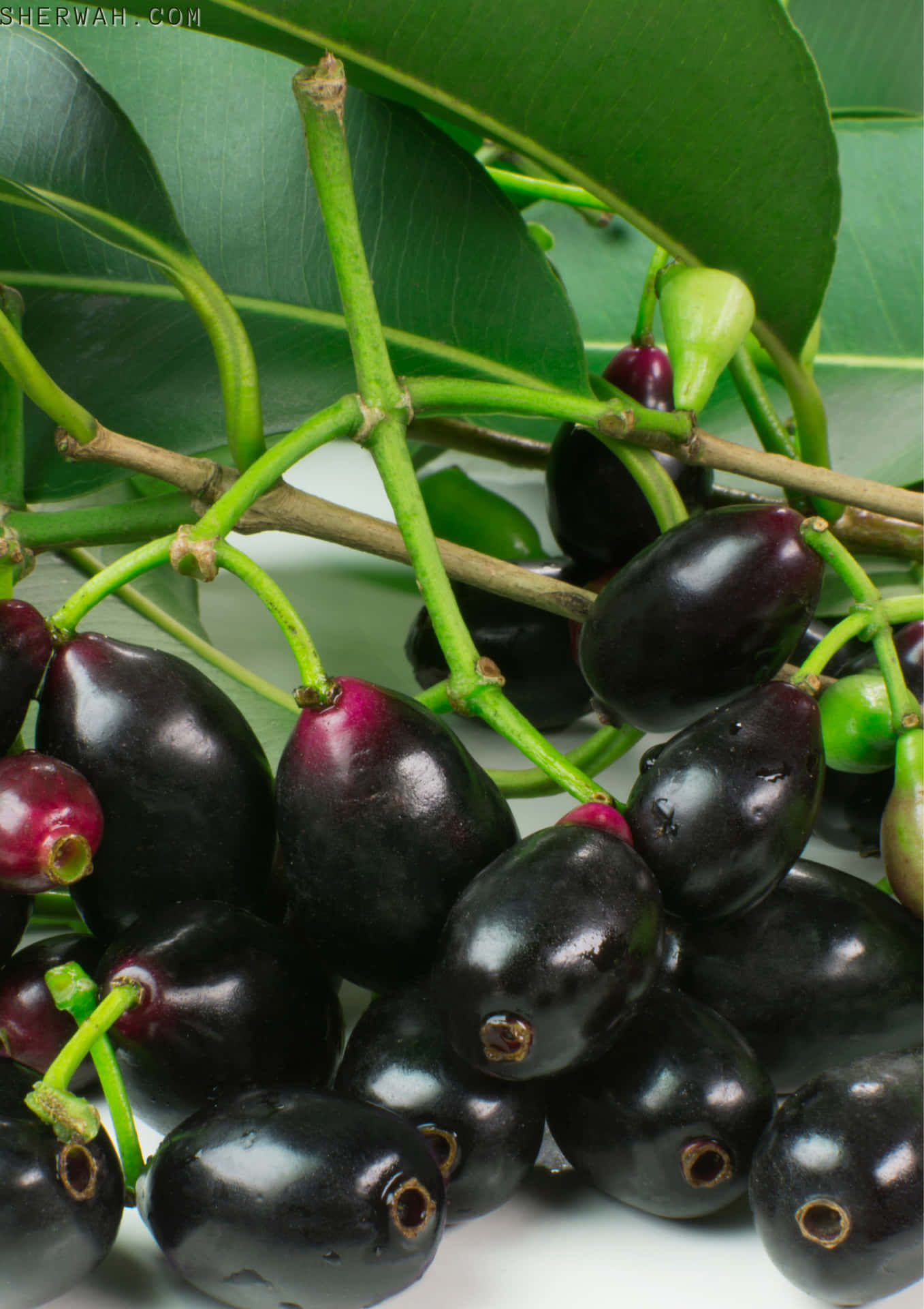 Java Plums Attached To A Leafy Stem Background