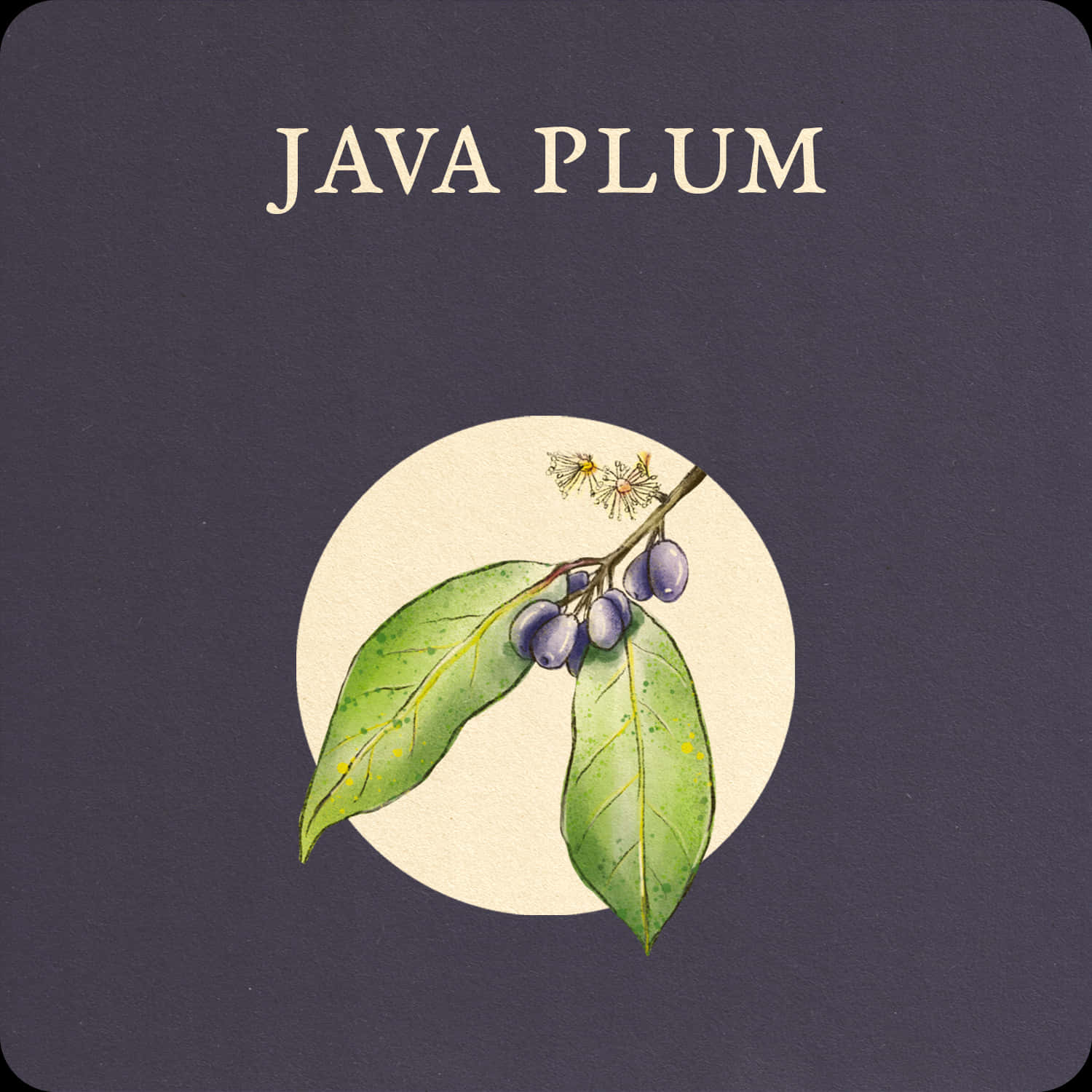 Java Plums Branch Monograph Design Background
