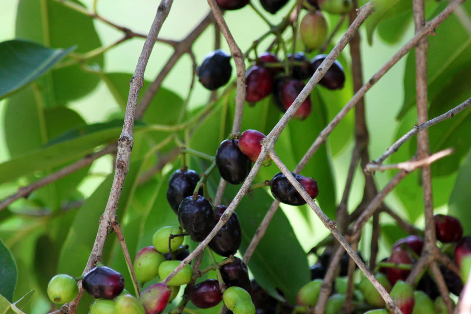 Java Plums In Various Stages Of Ripening Background
