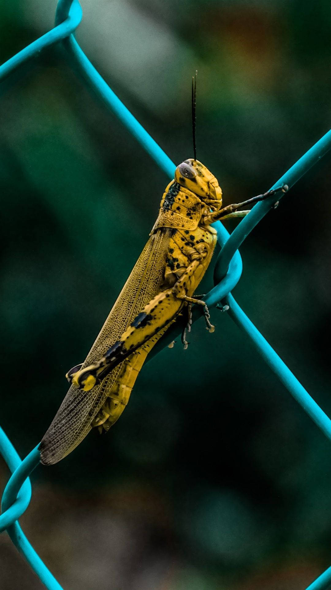 Javanese Grasshopper Valanga Nigricornis