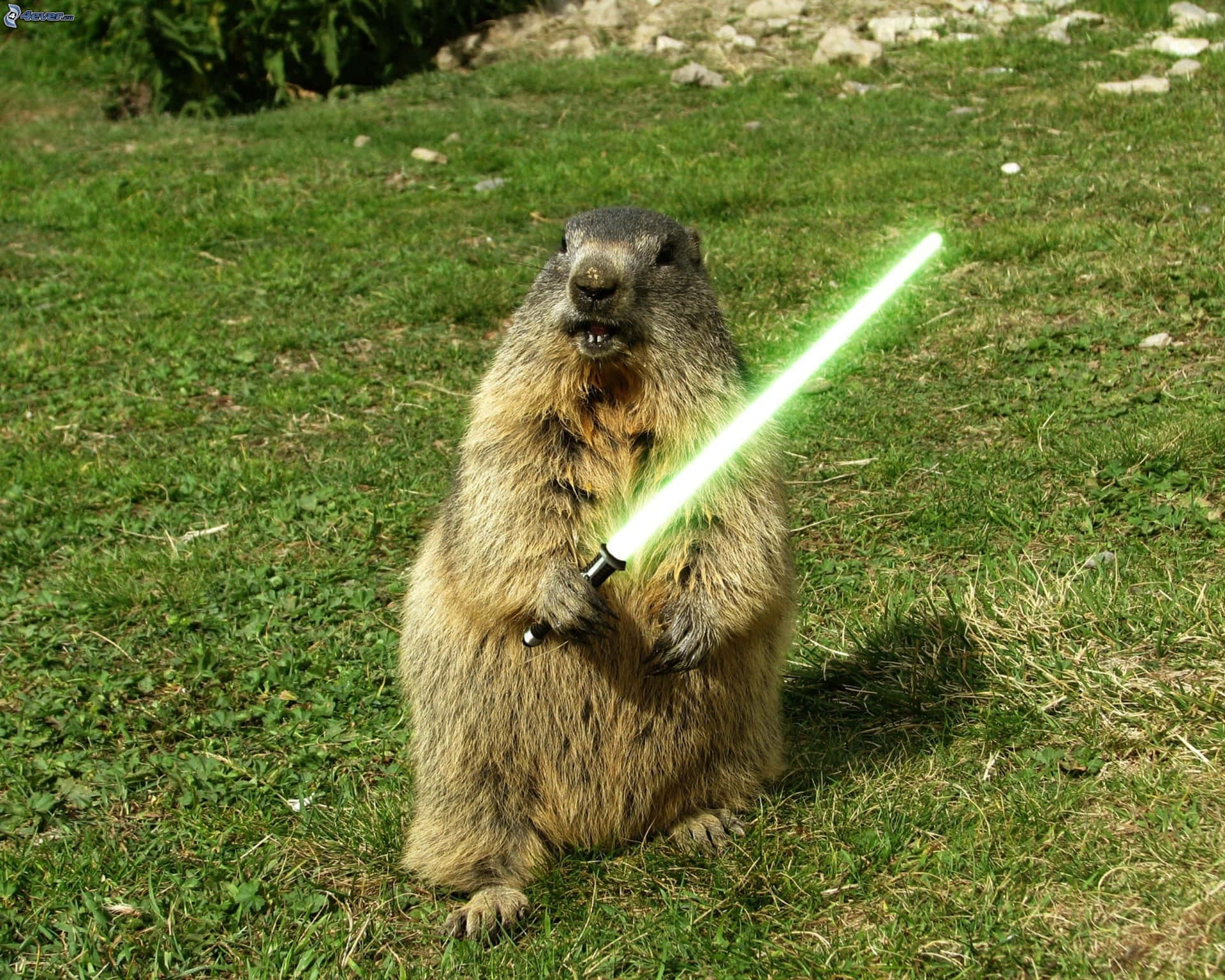 Jedi Groundhog With Lightsaber.jpg Background