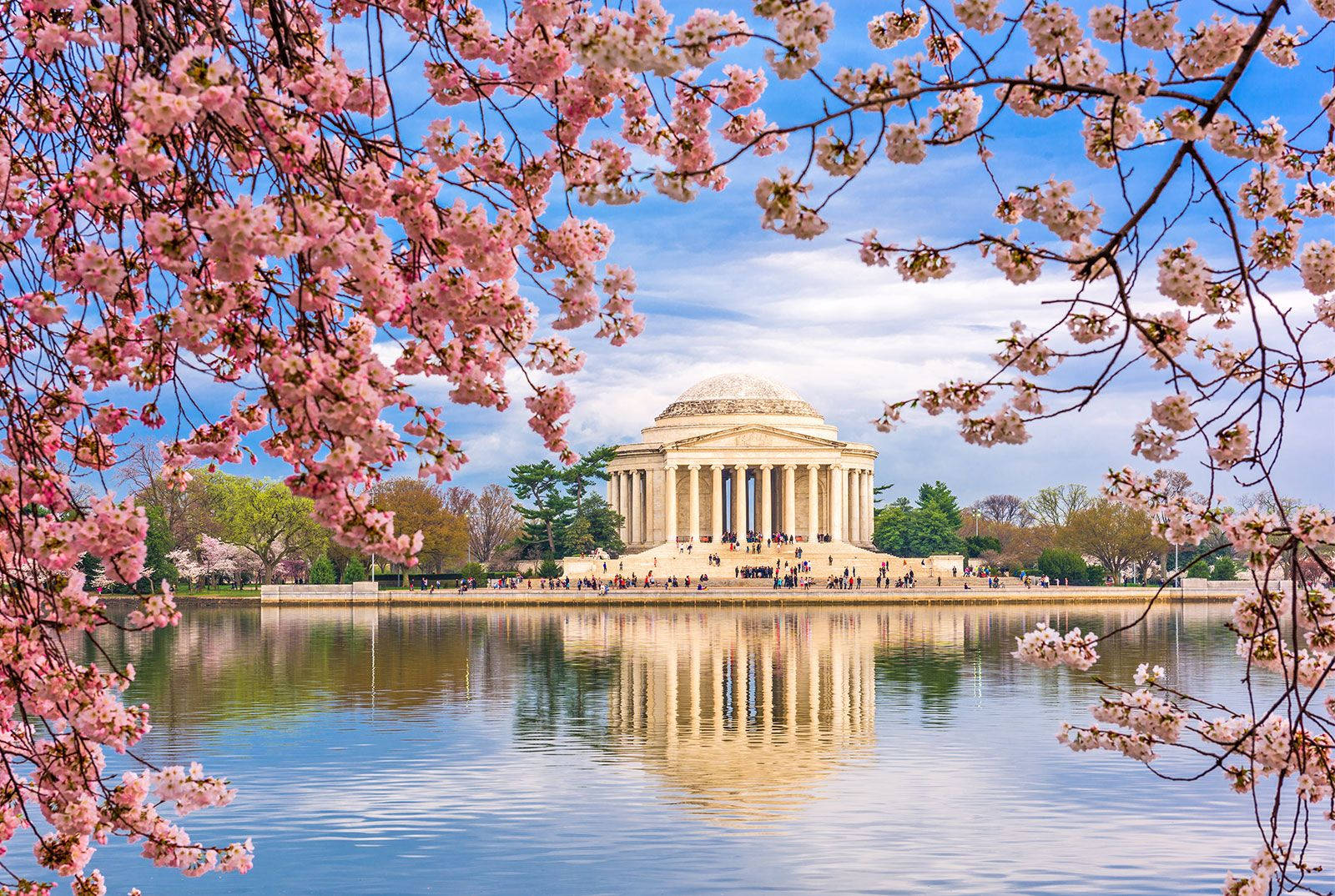 Jefferson Memorial Pink Cherry Blossoms