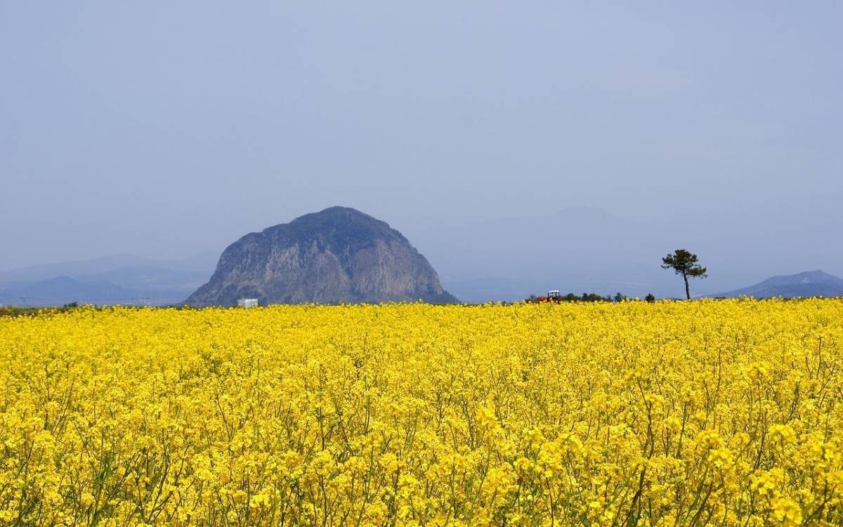 Jeju Island Canola Flower Field Background