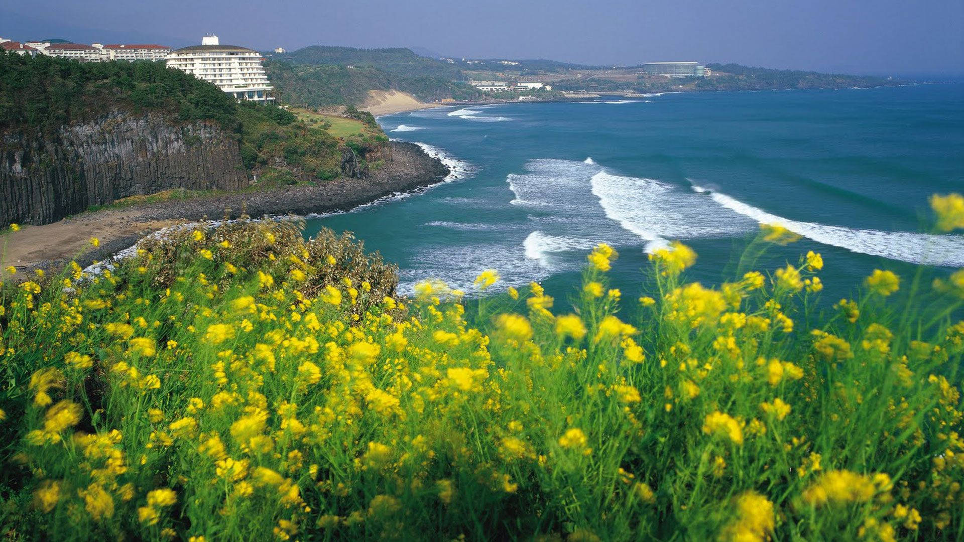 Jeju Island Coastal Flowers Background
