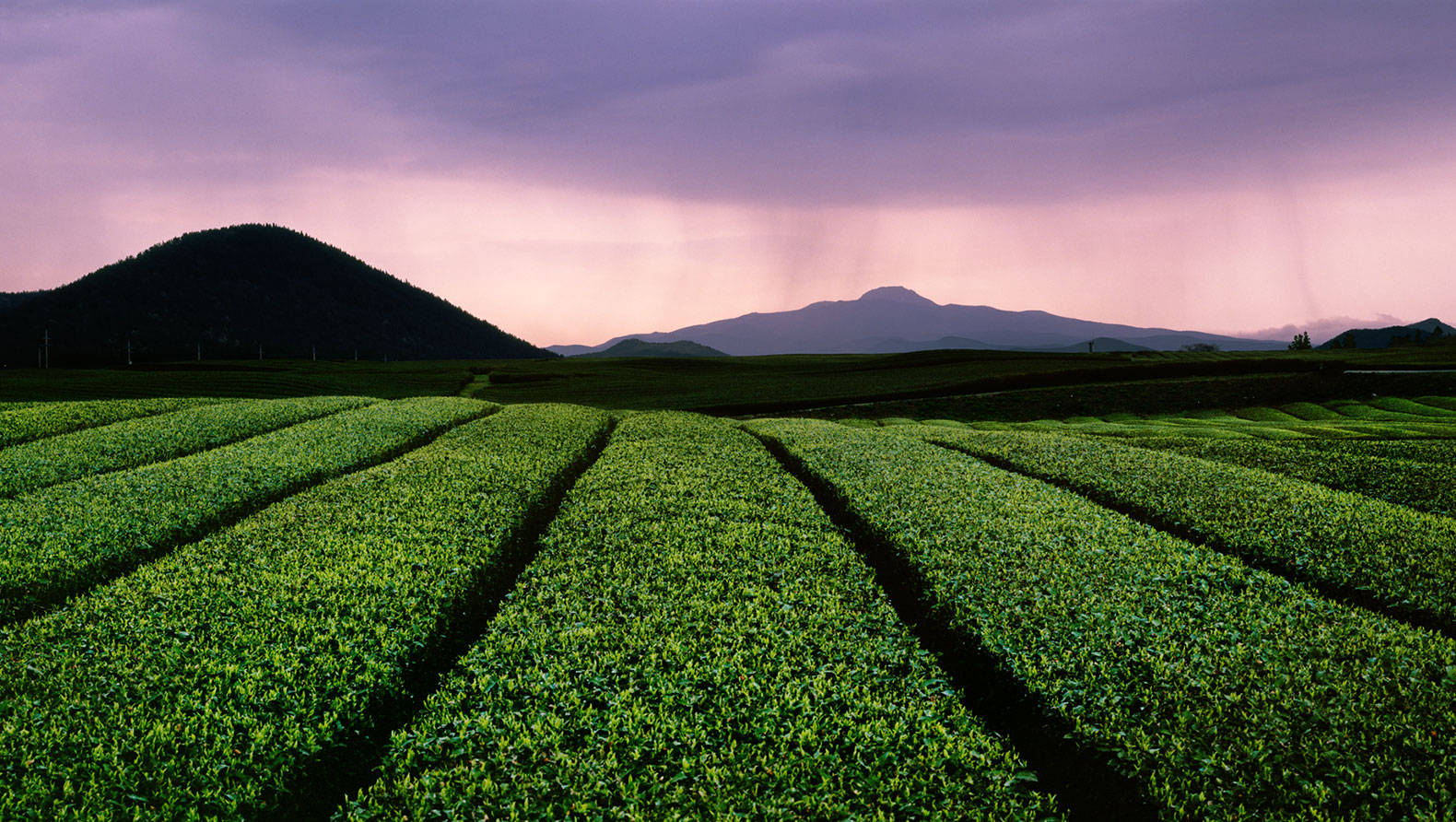 Jeju Island Green Tea Fields Background
