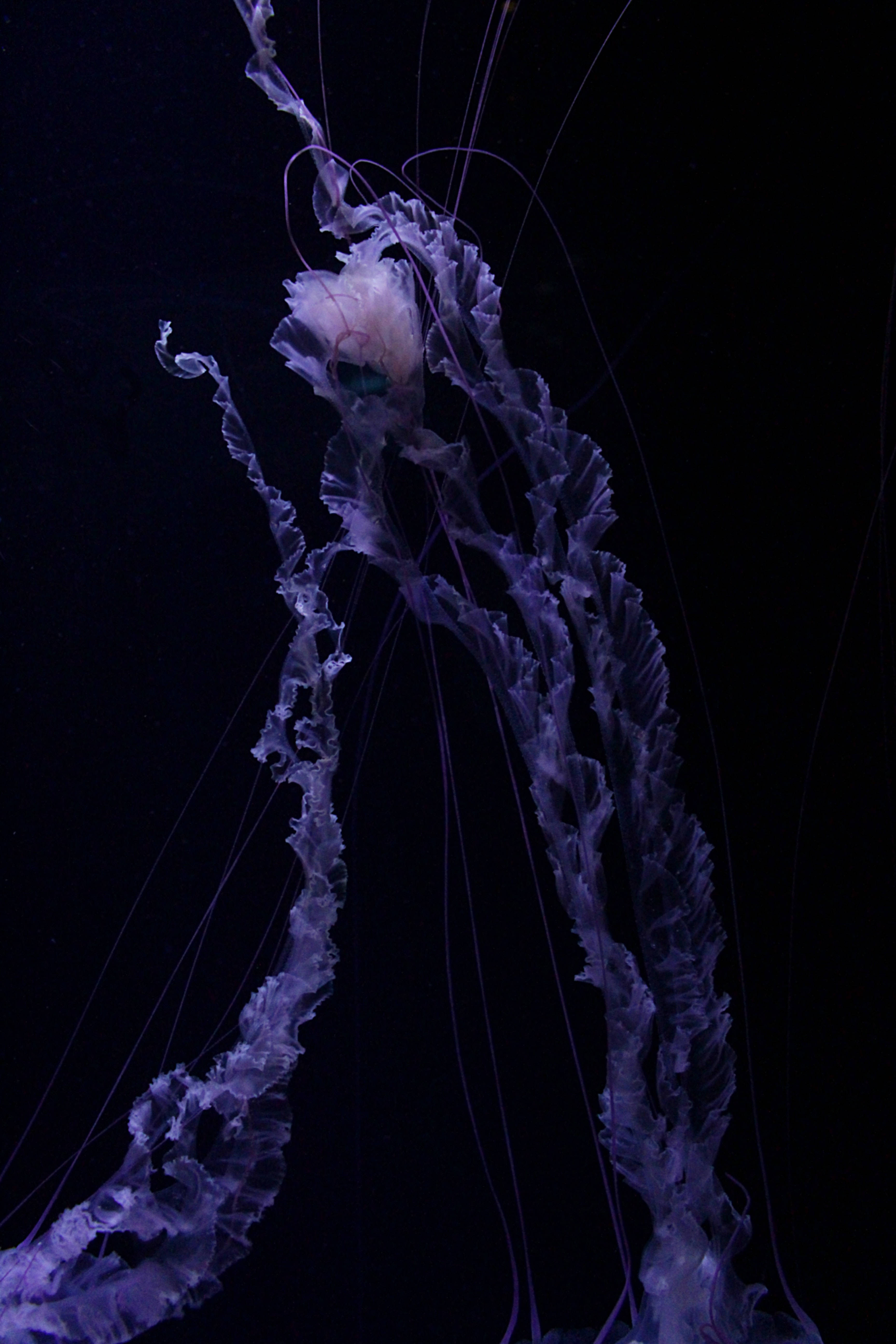 Jellyfish Black And Purple Phone Background