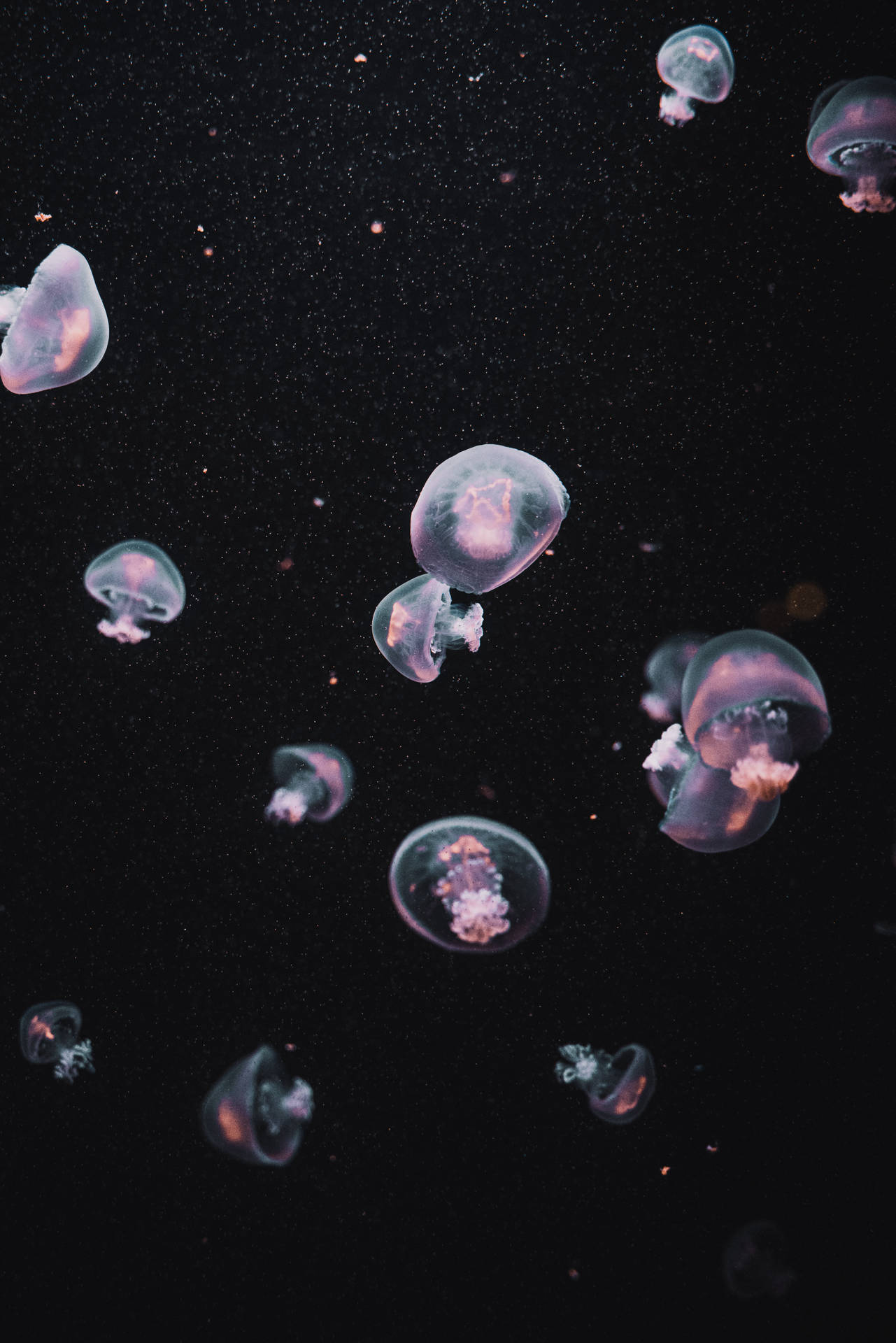 Jellyfish Dark Aesthetic Background