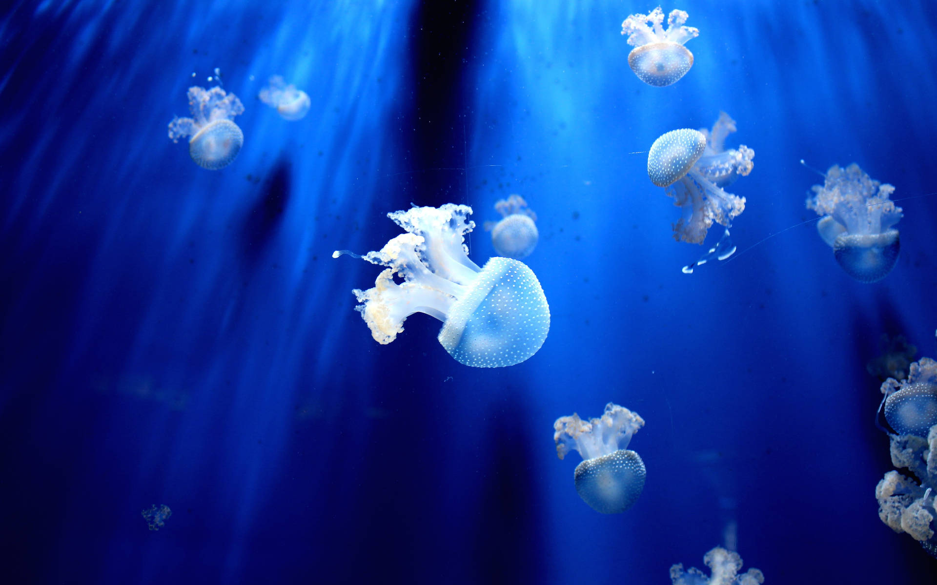 Jellyfish Swimming Underwater Background