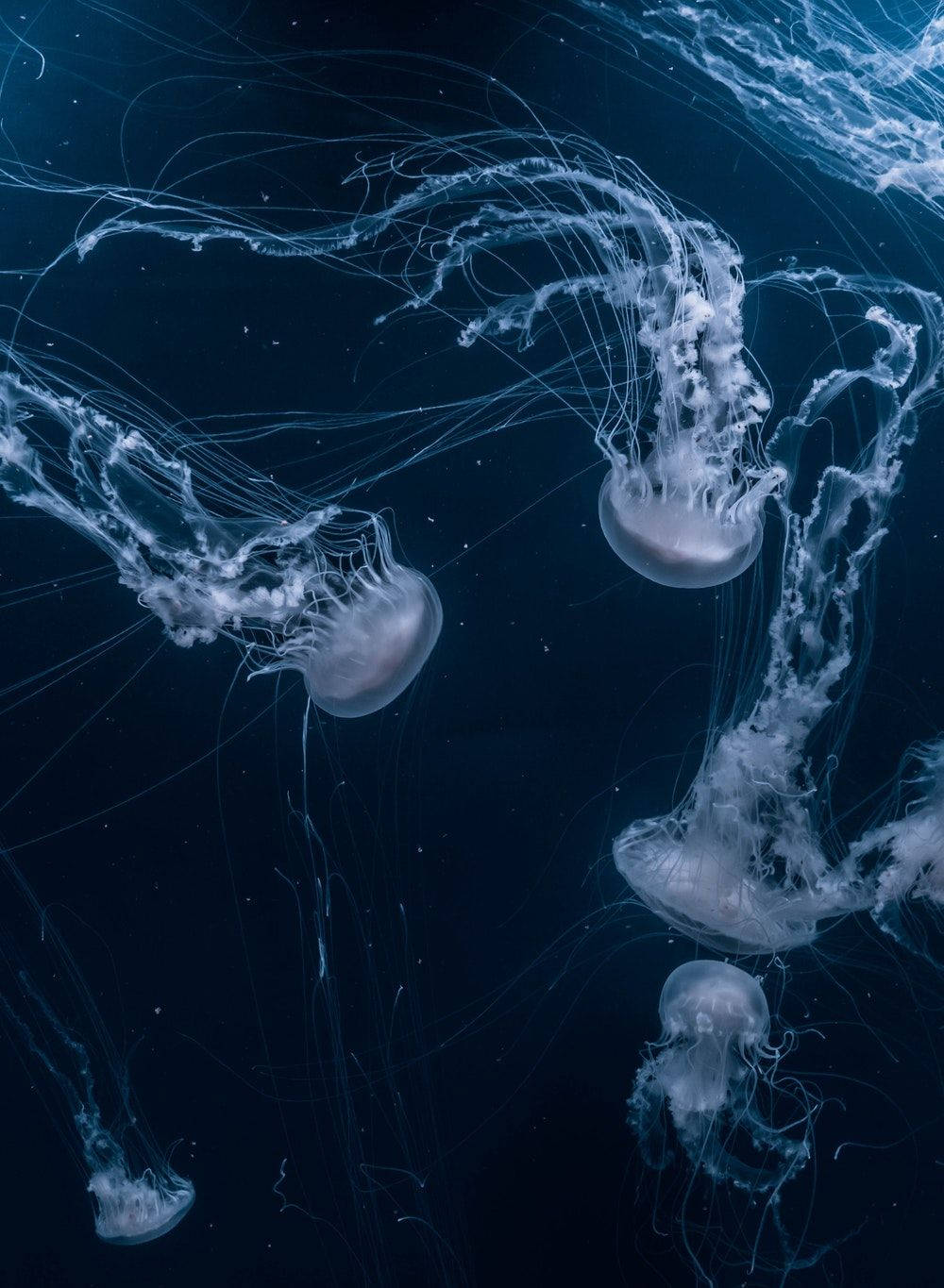 Jellyfishes Aesthetic Iphone 11