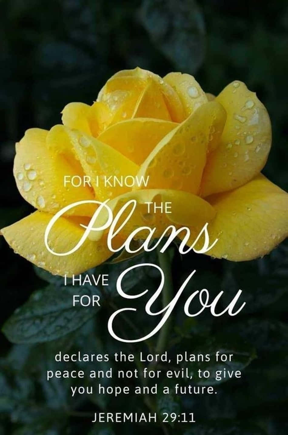 Jeremiah 29:11 Yellow Rose