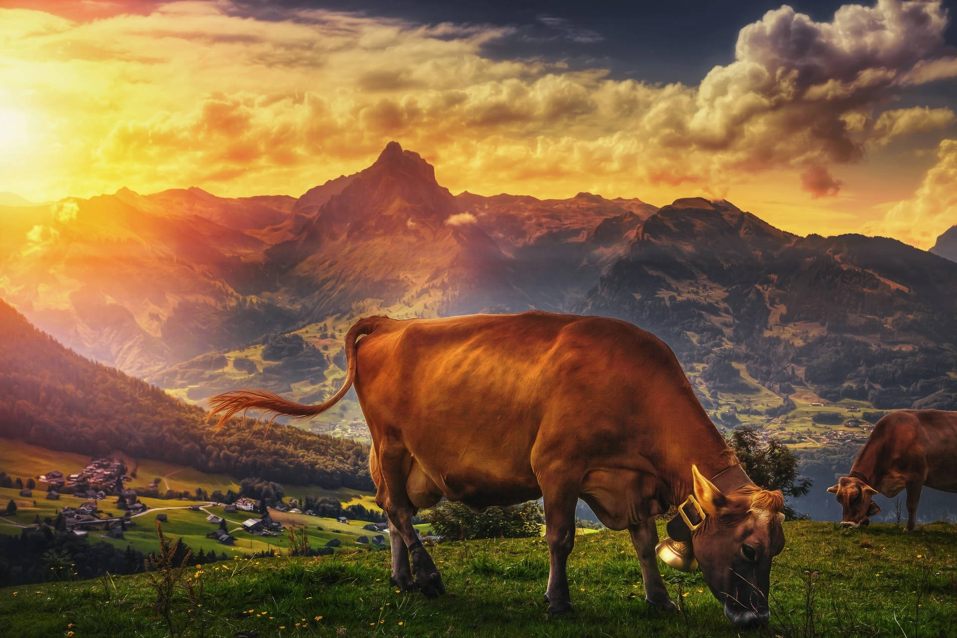 Jersey Cattle Breeds Eating Grass During Sunset