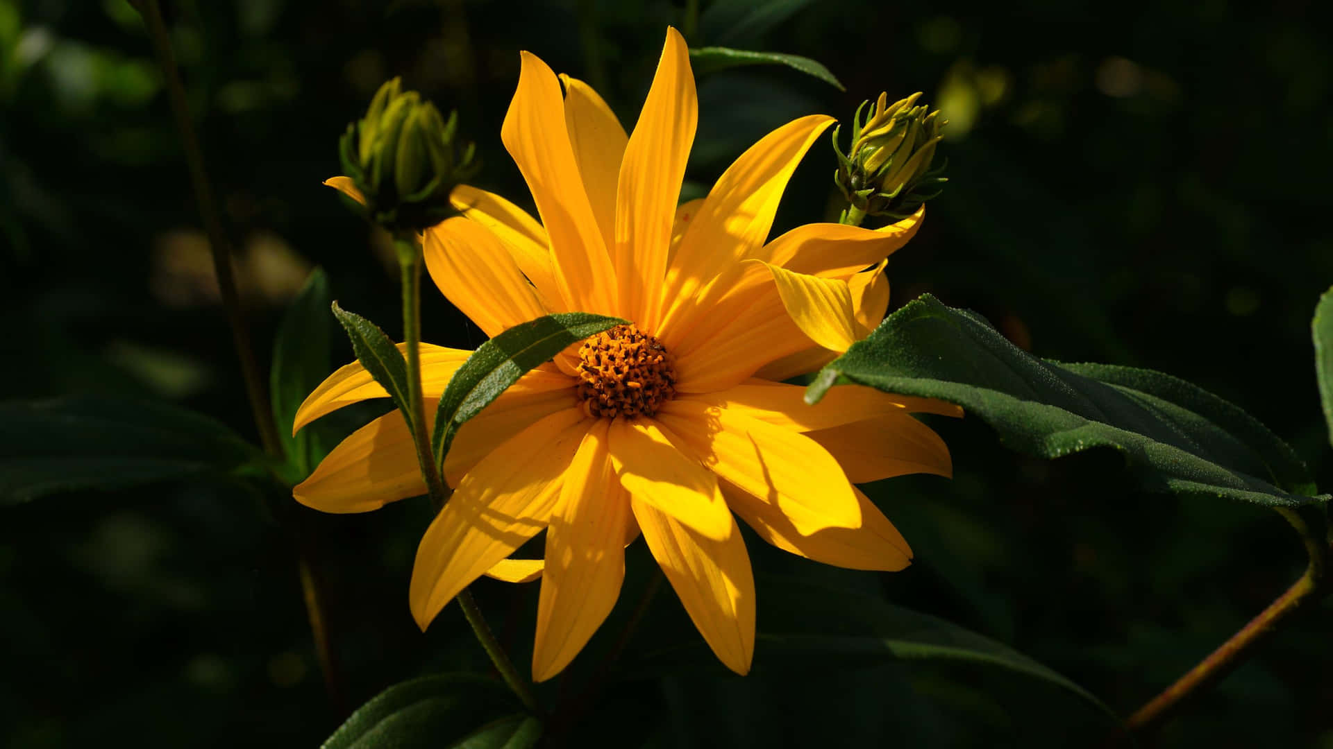 Jerusalem Artichoke Yellow Aesthetic Flower Desktop Background