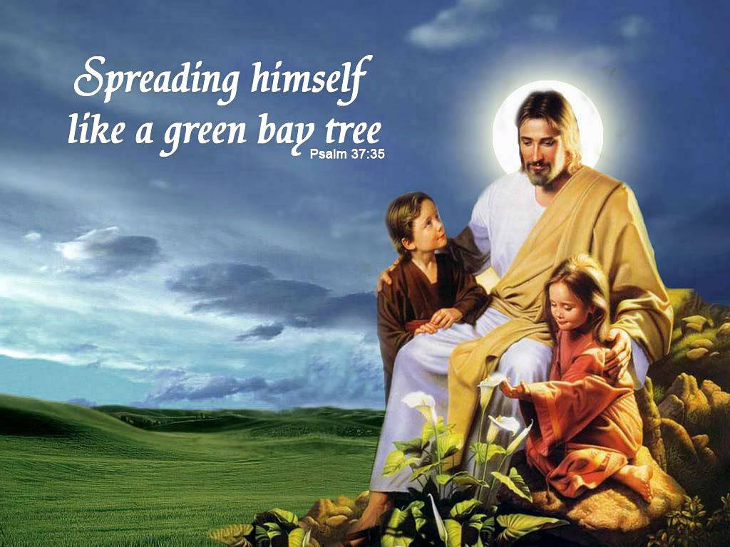 Jesus Spreading Like A Green Bay Tree