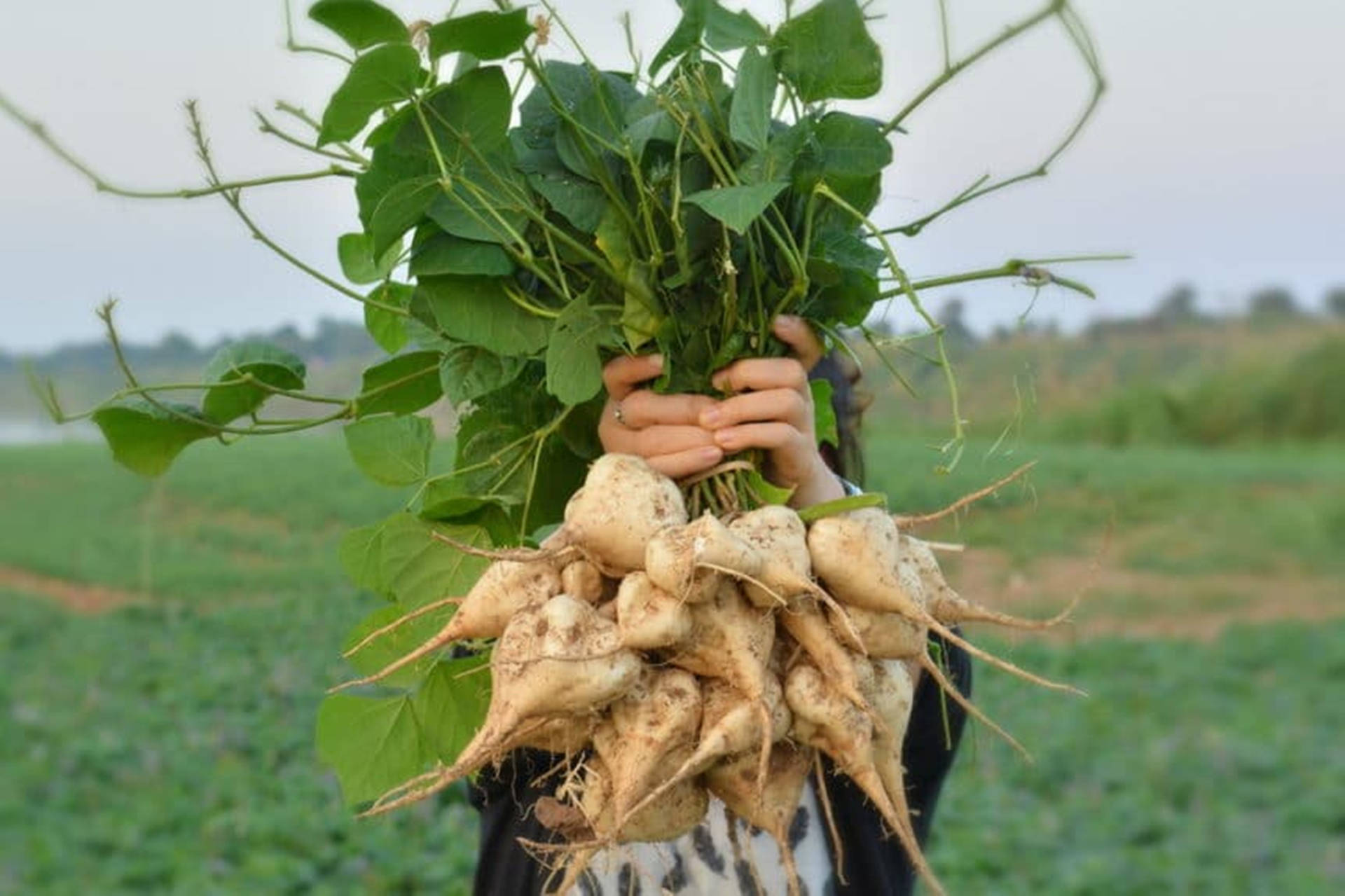 Jícama At A Farm