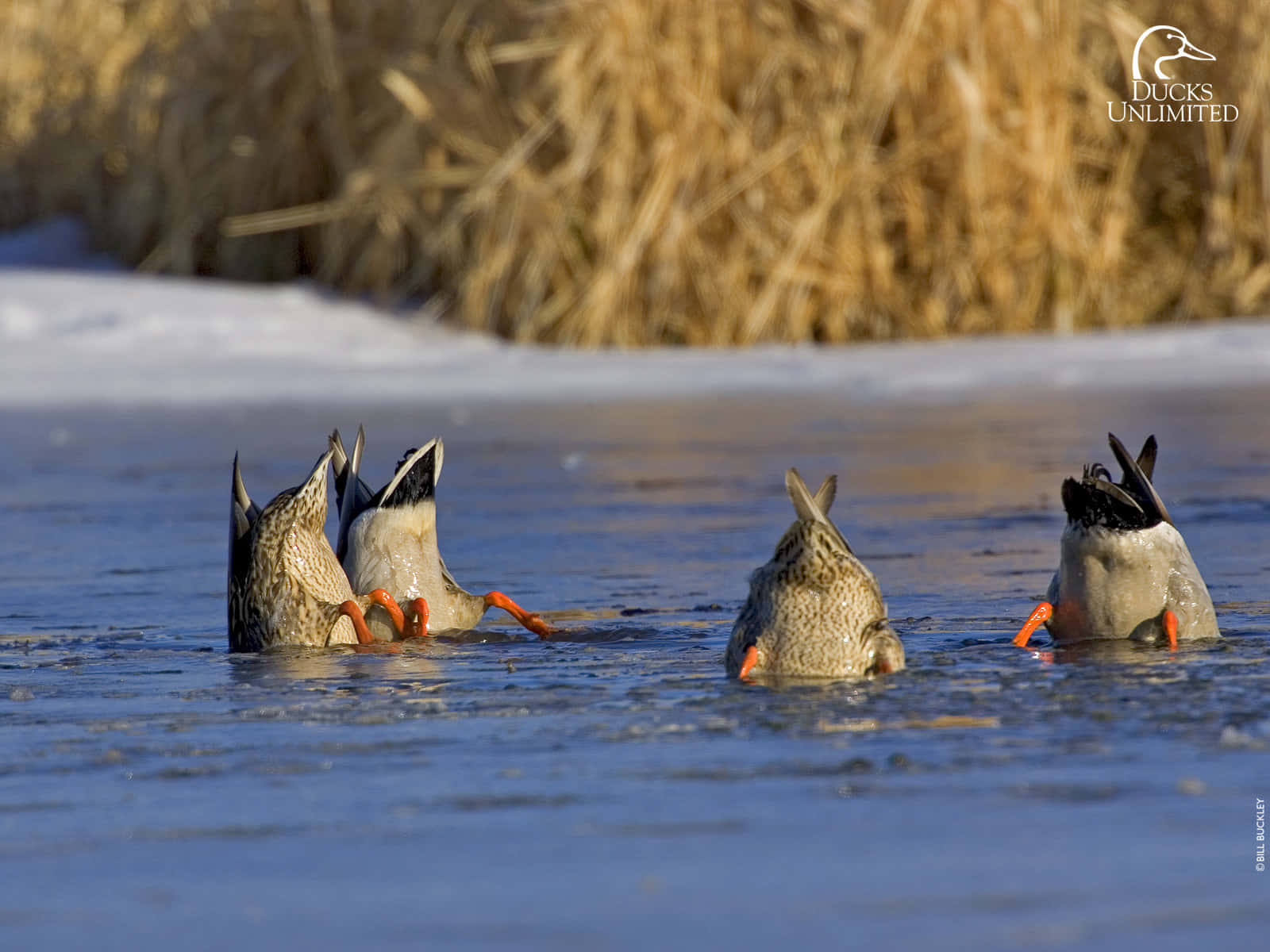 Join The Adventure: Duck Hunting Background