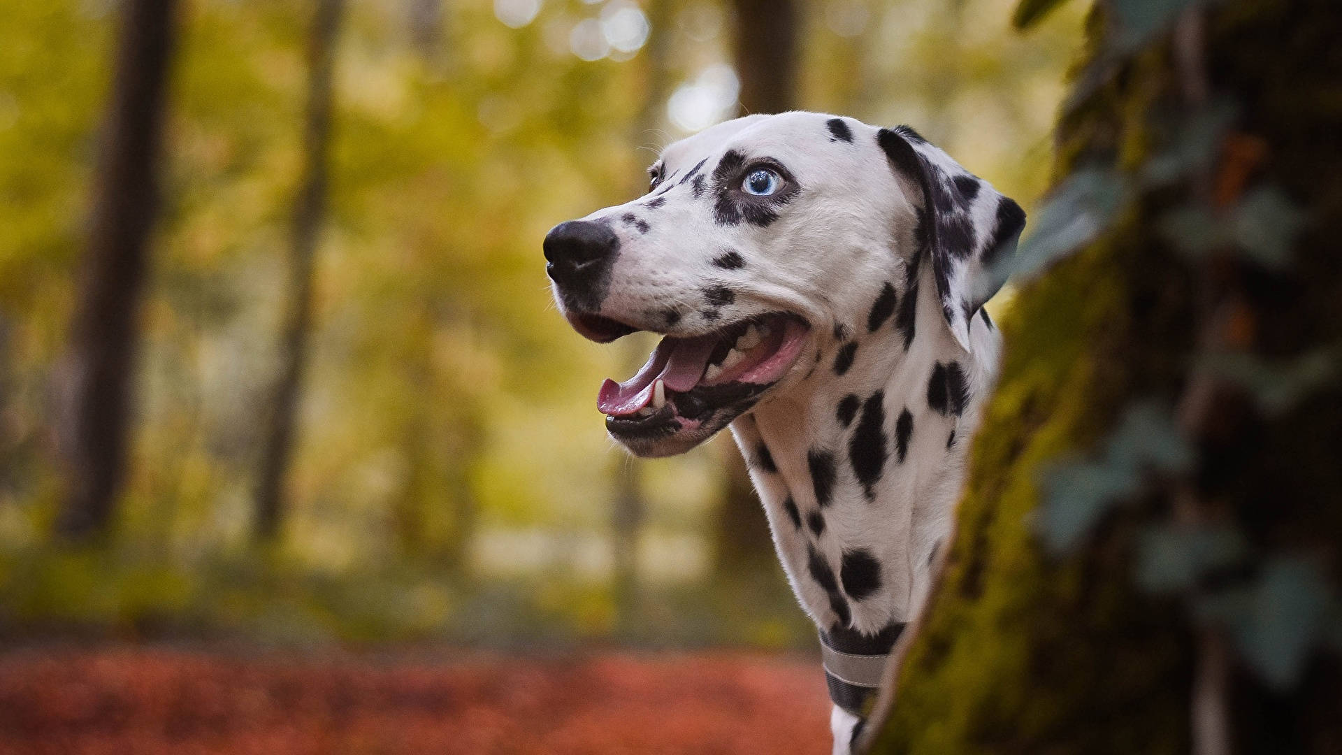 Jolly Dalmatian Dog Background