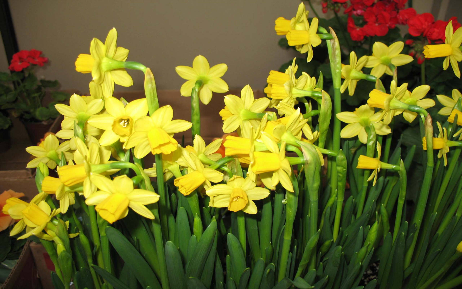 Jonquilla Narcissus Flower Background