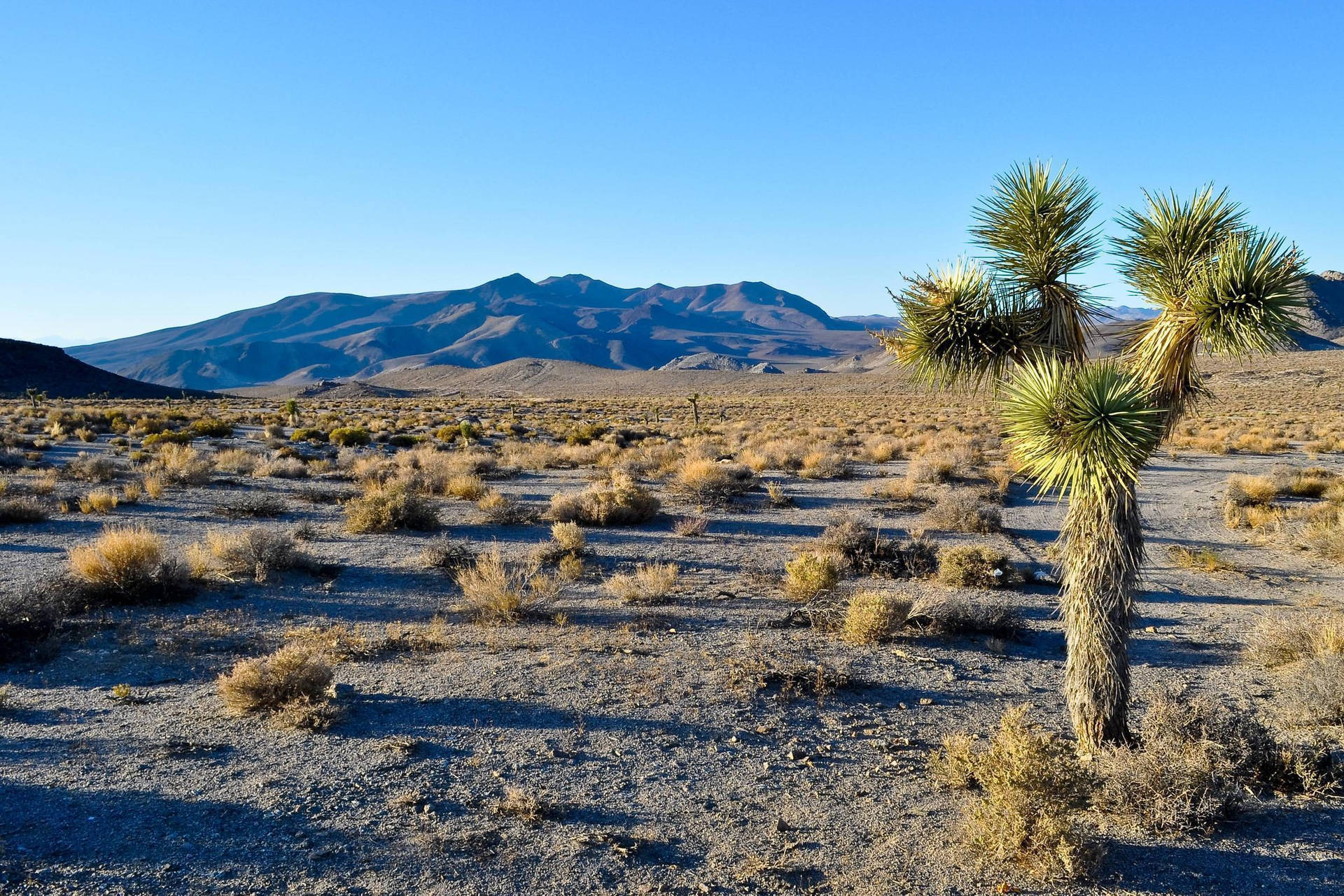 Joshua Tree Death Valley Background