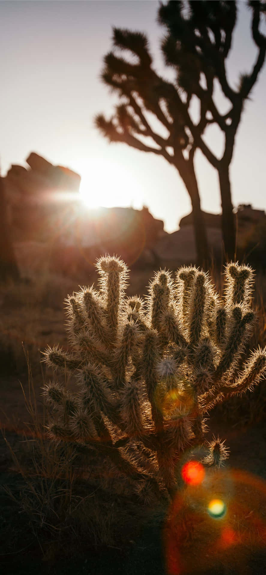 Joshua Tree In The Desert Background