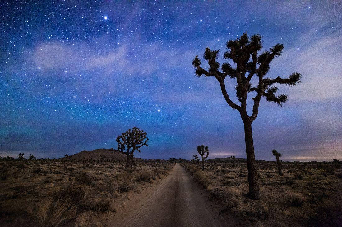 Joshua Tree National Park Blue Night Sky Background