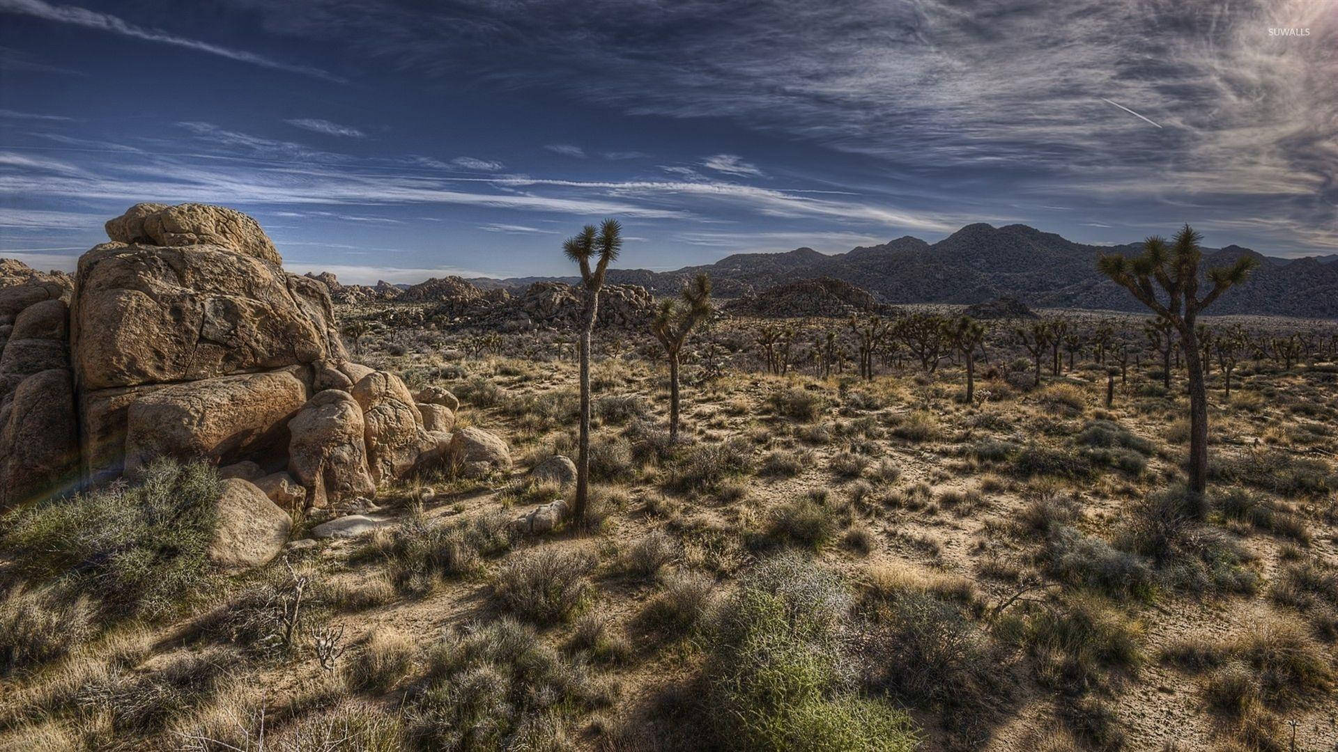 Joshua Tree National Park Dark Skies Tall Trees Background