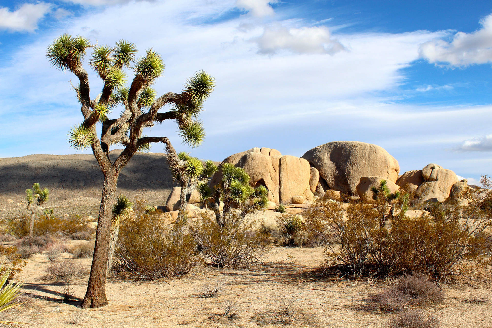 Joshua Tree National Park Dry Rocks Trees Background