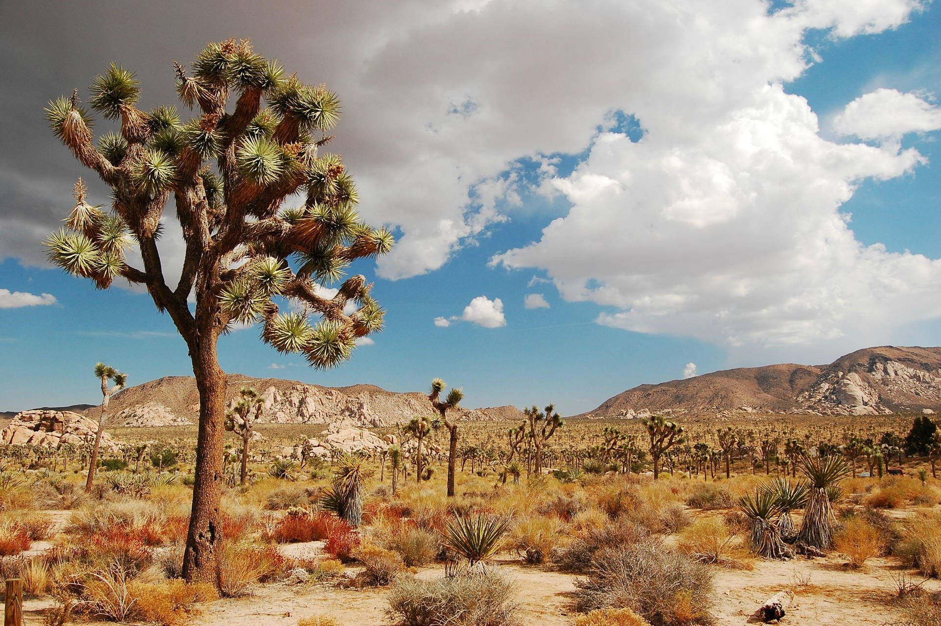 Joshua Tree National Park Dry Scenery Background