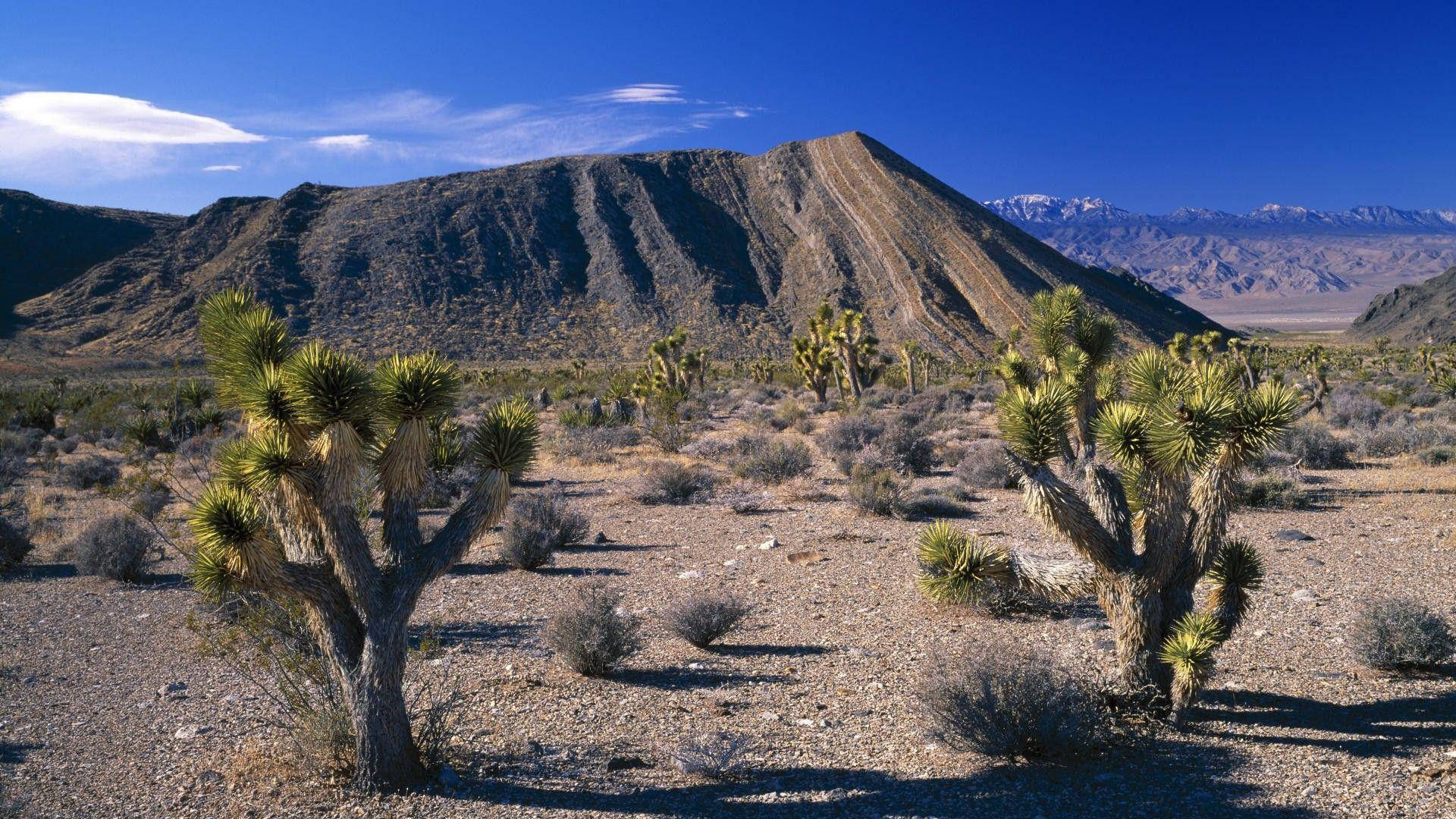 Joshua Tree National Park Gray Mountains Background