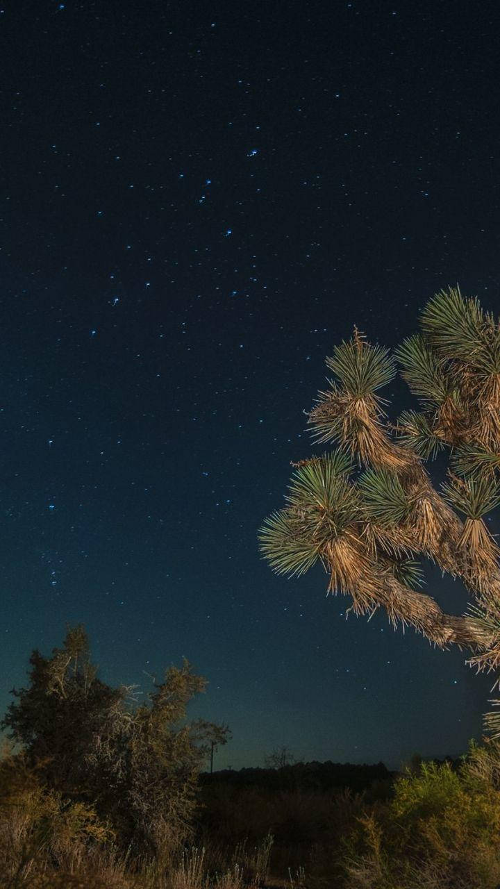 Joshua Tree National Park Night Tree Closeup Background