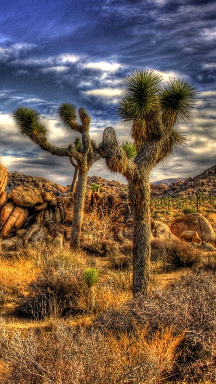 Joshua Tree National Park Phone Two Trees Background