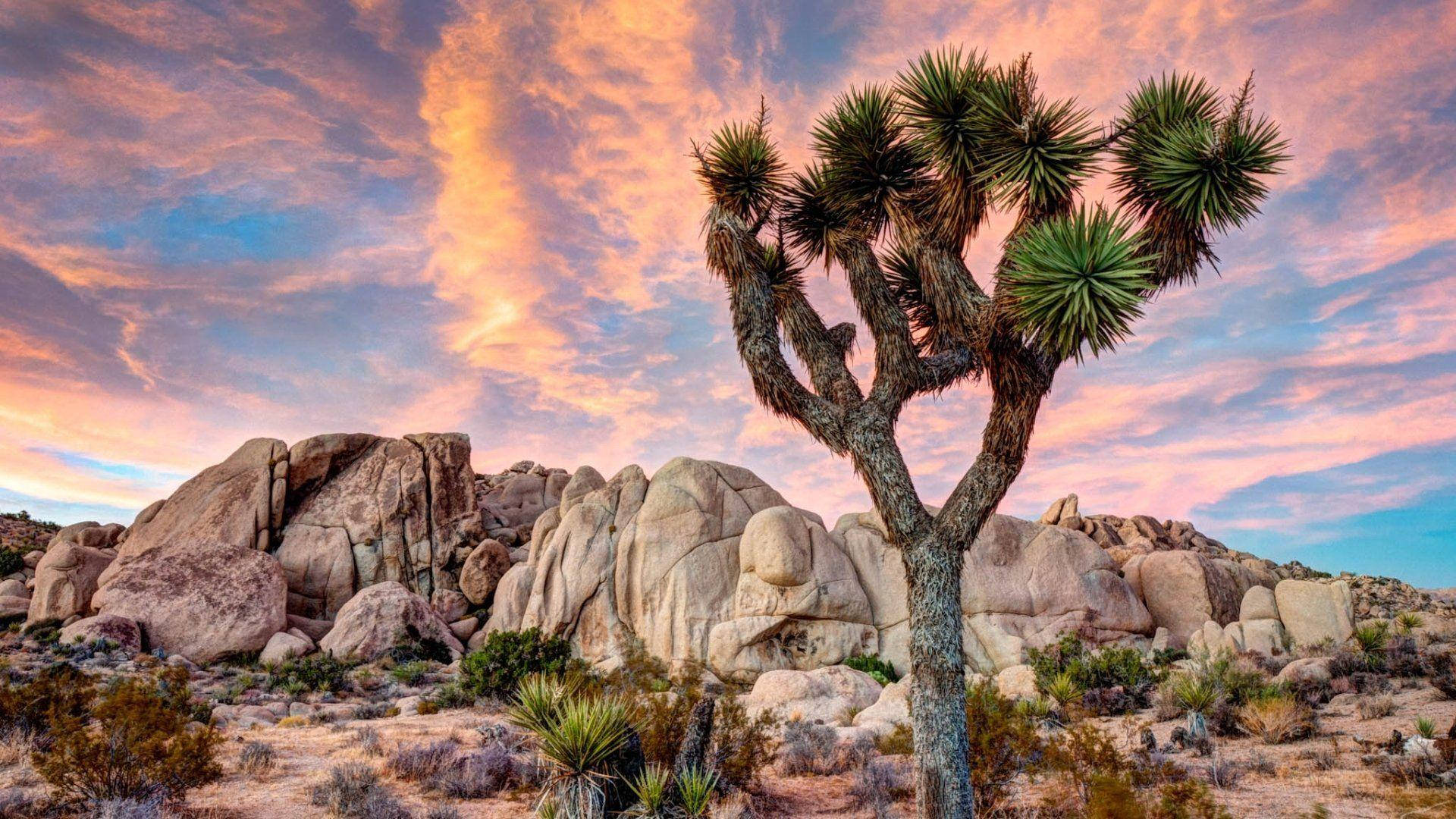 Joshua Tree National Park Pink Clouds Background